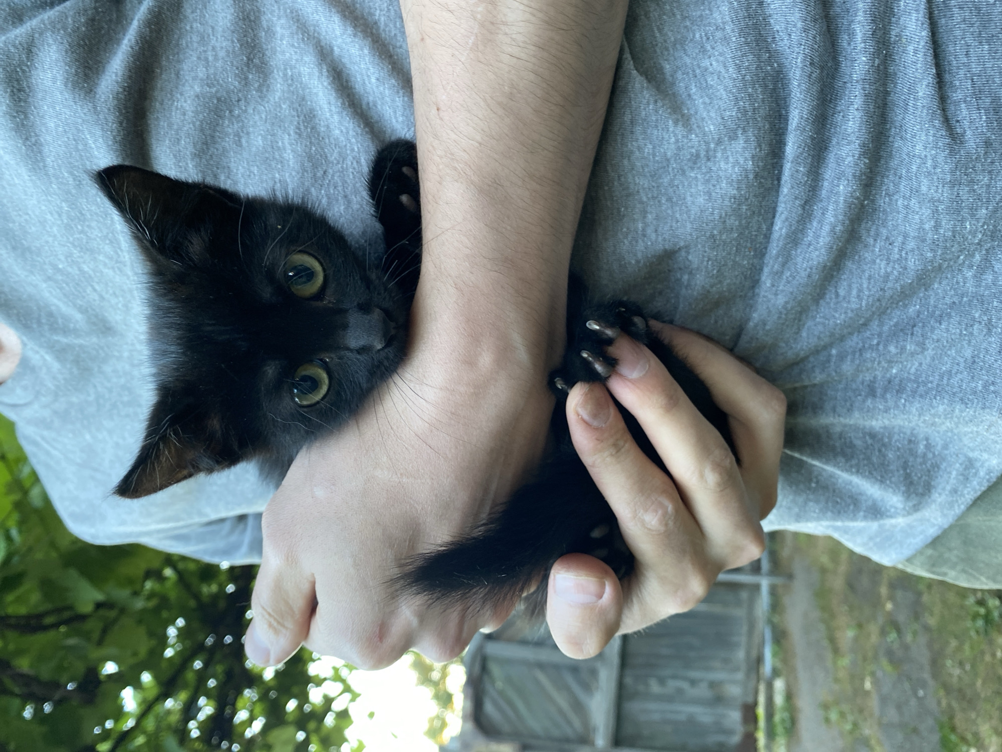 A black kitten is held by a person wearing a gray t-shirt and green pants, standing outdoors. The kitten has bright green eyes and sharp claws. The background shows a wooden fence and green foliage.