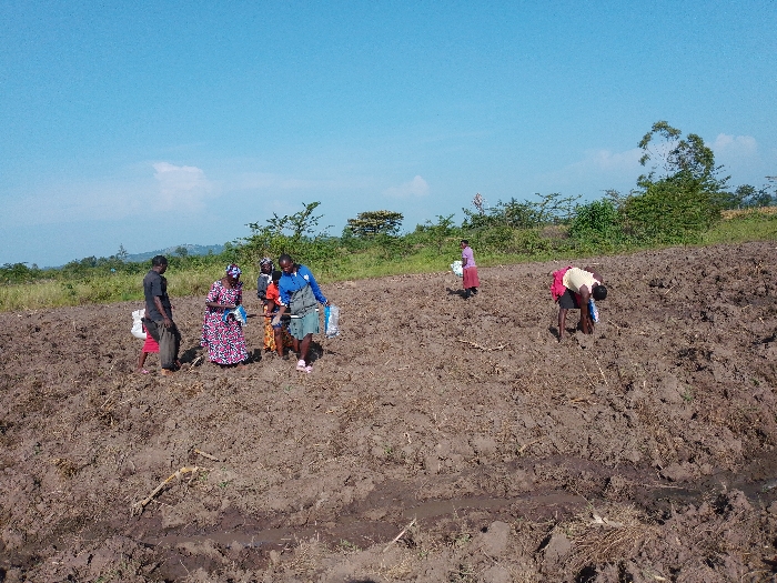 A group of people work in a freshly tilled field under a clear blue sky. Some individuals carry white bags, suggesting they might be planting seeds or distributing fertilizer. Others are bent over, working the soil by hand. The field stretches towards a horizon dotted with trees and gentle hills. The land appears fertile, ready to yield its harvest.