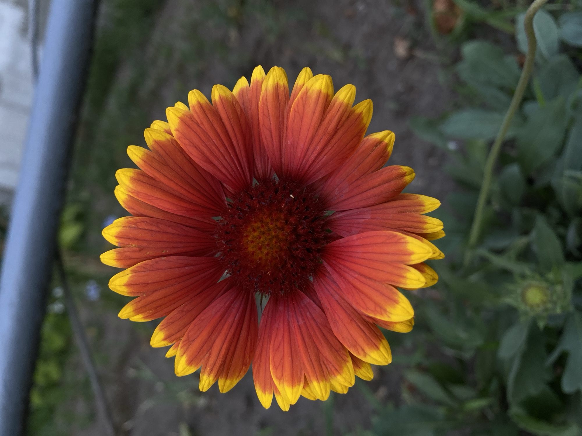 A close-up, overhead shot captures a bright red and yellow flower, its petals radiating outward. The flower's center is a deep, textured red. In the background, out-of-focus foliage and a blurred dark, metallic pipe create a muted, natural setting. The lighting suggests it is daytime, with the flower being the main source of color and detail.