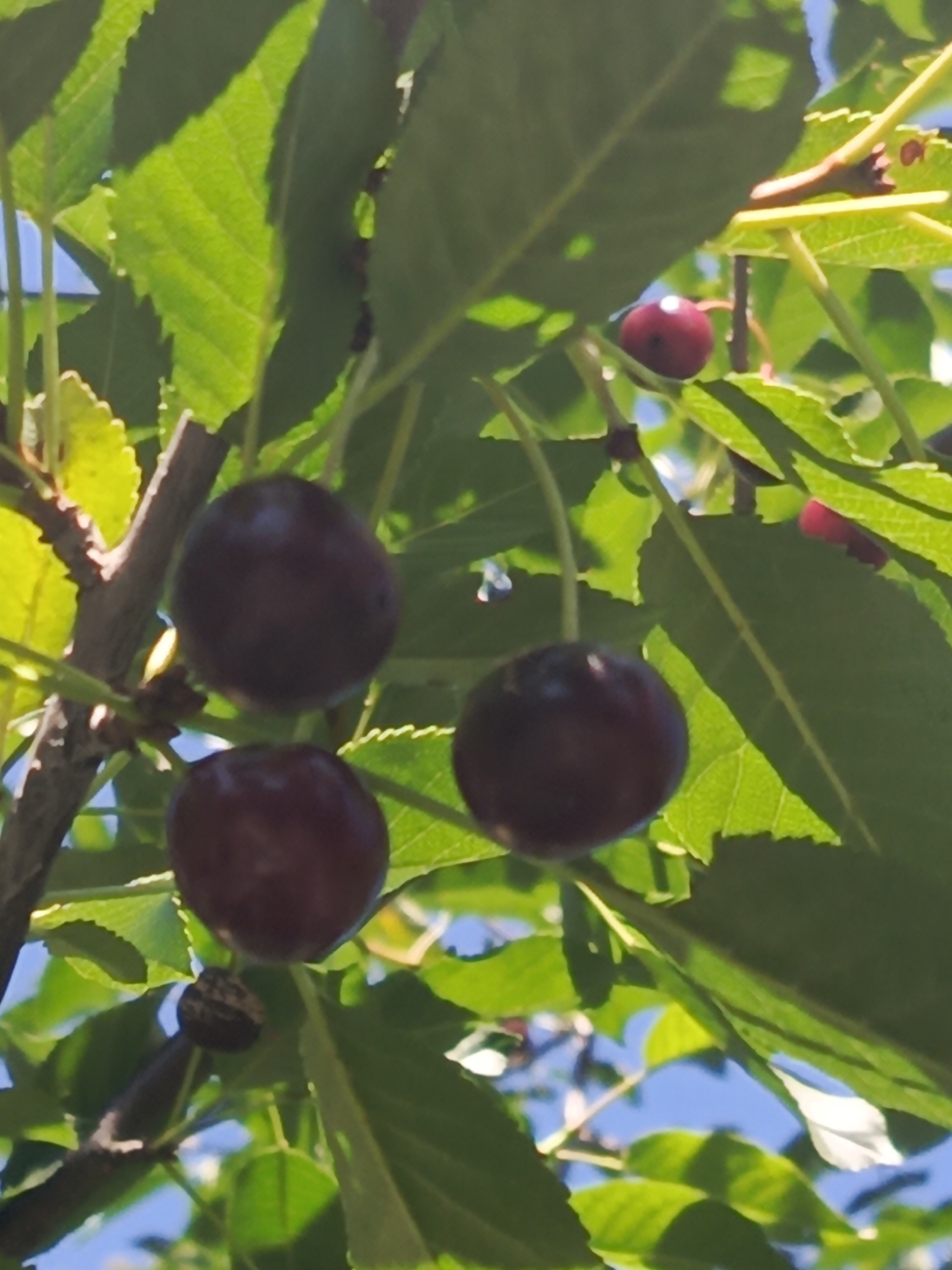 Three dark red cherries hang from a tree branch amidst vibrant green leaves. The cherries are plump and appear ripe, with a deep, rich color. Sunlight filters through the leaves, casting dappled shadows and highlighting the glossy surface of the fruit. The background is a blur of green foliage and patches of bright blue sky, suggesting an outdoor setting on a clear day. The image is taken from a low angle, looking up into the branches of the tree. There are no people or buildings visible in the frame, and the scene appears to be in a natural or garden environment.