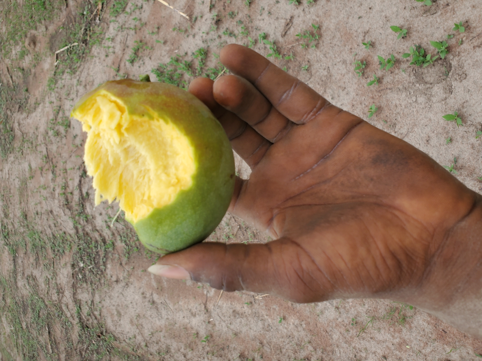 The image presents a close-up view of a person's hand holding a partially eaten mango against an outdoor, earthy background. The main subject is a dark-skinned hand, which appears somewhat soiled or dusty, cradling a green and yellow mango.
The mango, a common tropical fruit, is largely green on its exterior but shows a transition to a more yellowish-green hue towards its top. A significant portion of the fruit has been bitten into, revealing its vibrant, fibrous yellow pulp. The irregular edges of the exposed flesh indicate recent consumption.
The hand, likely that of an adult, is positioned with fingers curved around the mango, supporting it from below. Visible lines and wrinkles on the palm and fingers suggest a mature or working hand. The fingernails are short and unpolished.
The background consists of light brown, sandy or dusty ground with sparse patches of small green vegetation, resembling weeds or young plants. This outdoor setting suggests a natural, possibly uncultivated, environment. The lighting is natural, indicating it is daytime, but specific weather or time of day is not distinctly evident.
The scene conveys a simple act of enjoying fresh fruit in an outdoor, natural environment. Based on the provided context, the image was captured in Mararaba, Nigeria. No text is visible in the image, and no specific emotions are discernible.