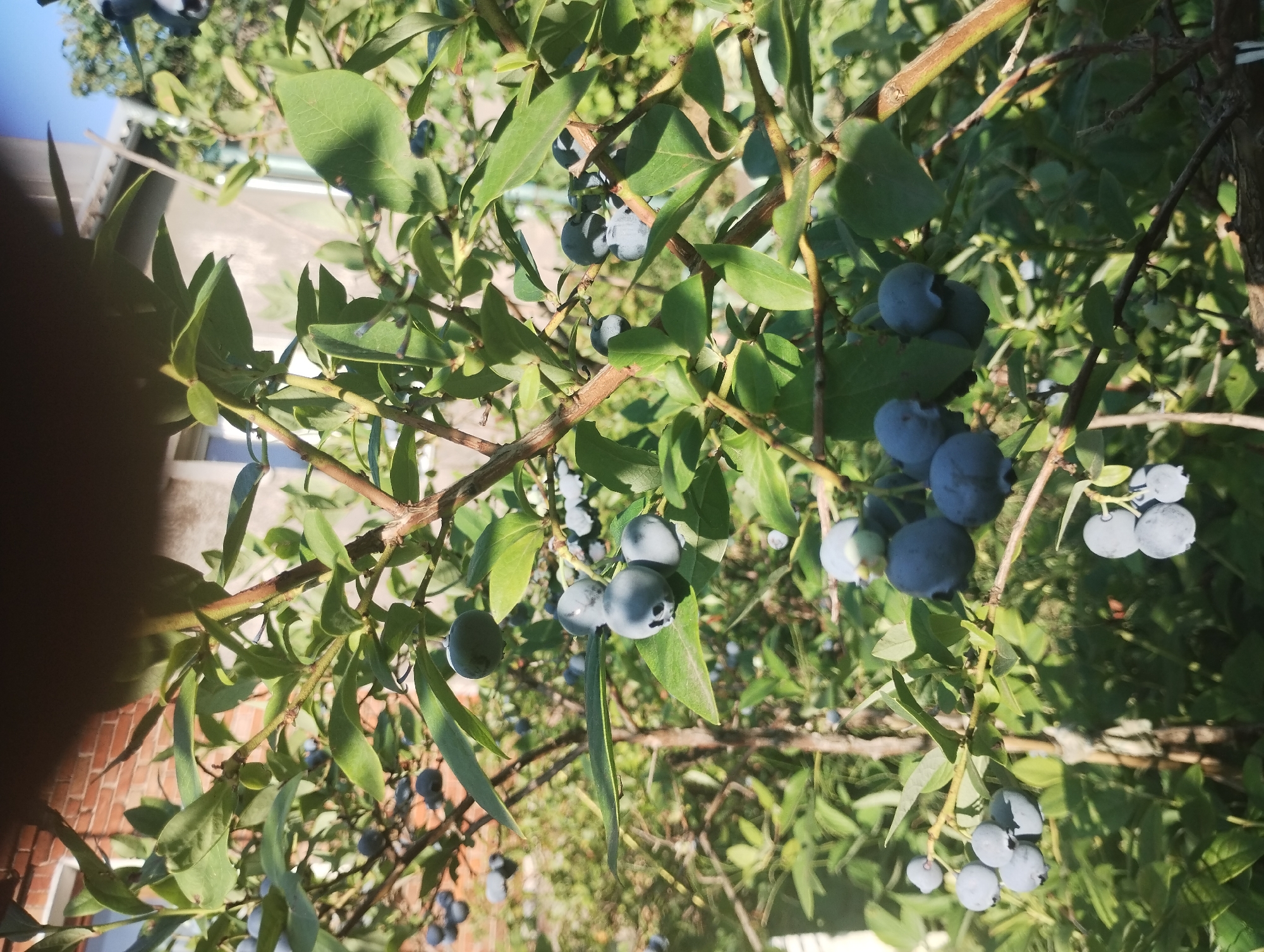 The image shows a close-up of a blueberry bush laden with ripe berries. The berries are a deep blue-purple color and are clustered on branches amongst green leaves. The sunlight filters through the leaves, creating dappled shadows. In the background, a brick building and a fence are partially visible, suggesting an outdoor setting, possibly a garden or yard. The overall impression is one of abundance and natural growth.