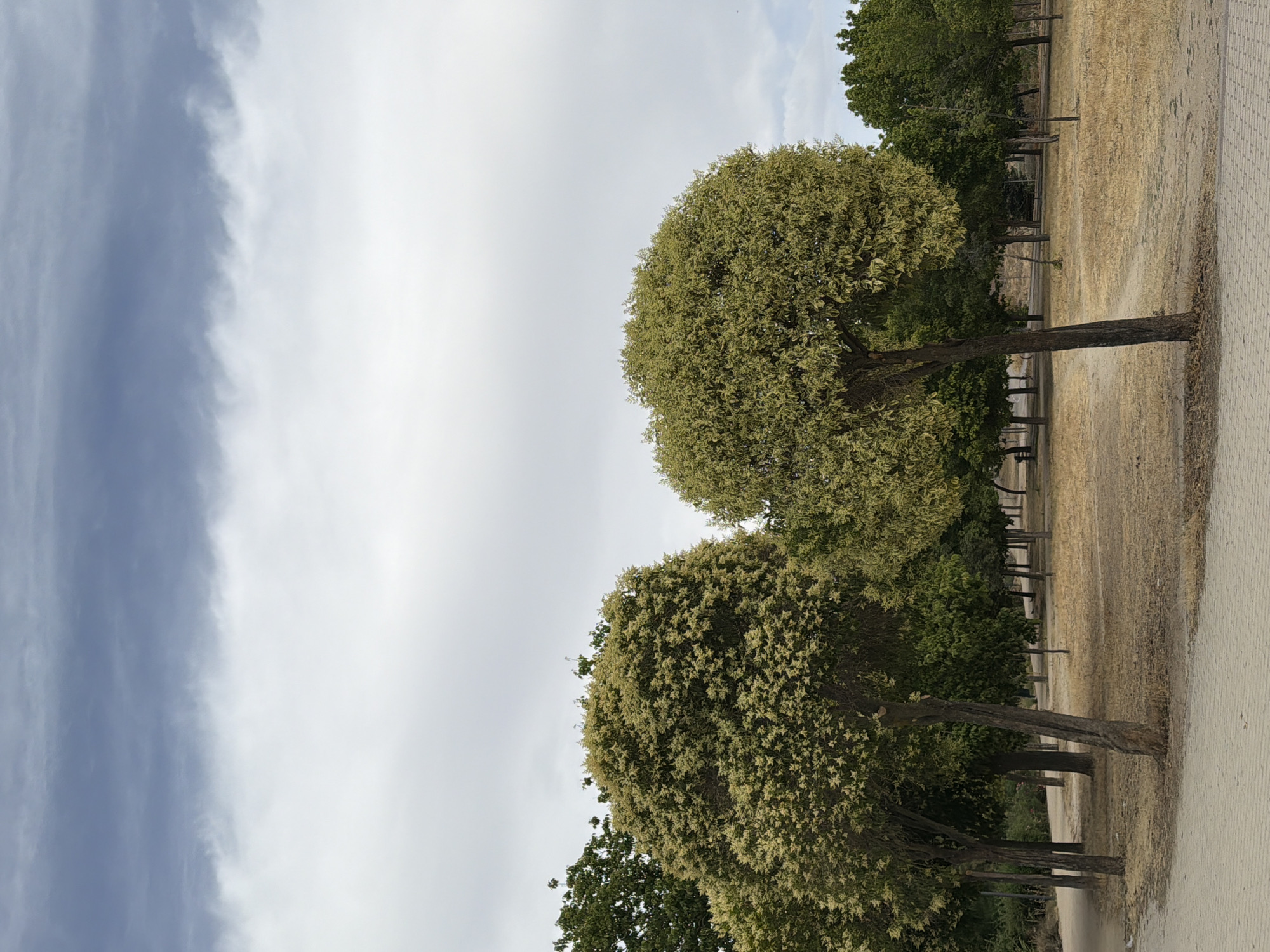 This is a medium shot, eye-level photograph of a park on a cloudy day. The sky is dominated by a large expanse of white and grey clouds, with a darker band of clouds stretching across the top of the image. In the middle ground, two prominent trees with rounded canopies of light green foliage stand in the foreground, with their trunks visible. Behind them, a line of trees with darker green foliage recedes into the background. The ground is covered in dry, yellow grass and a light-colored path made of interlocking pavers curves through the lower left portion of the frame. The overall impression is one of a serene, somewhat arid parkland.