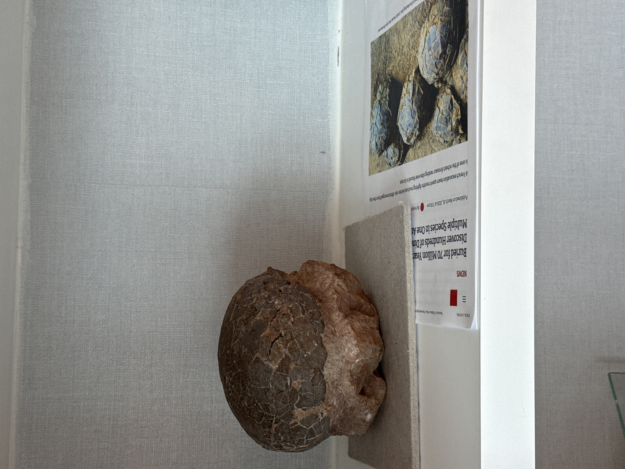 The image shows a fossilized dinosaur egg displayed on a shelf, next to a newspaper clipping that discusses the discovery of hundreds of dinosaur eggs. The egg is predominantly brown with a cracked surface pattern. It's unclear if this is located in Miami, United States of America. There are no people visible in the image. The background appears to be a simple, light-colored wall.