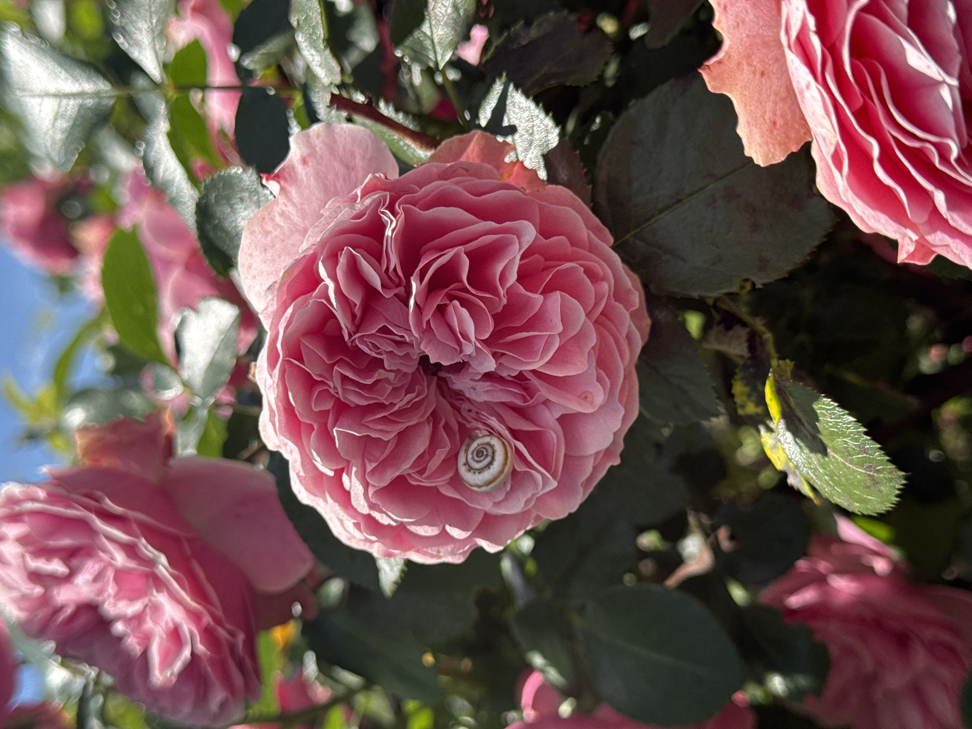 A close-up shot captures a cluster of pink roses and their green leaves, bathed in sunlight. A small snail with a striped shell rests on the petals of a fully bloomed rose in the foreground. The background is a blur of more pink roses and foliage, with a hint of a bright blue sky. The image is set in an outdoor environment, likely a garden, given the presence of flowers and lush greenery. The location is listed as Unknown, Unknown.
