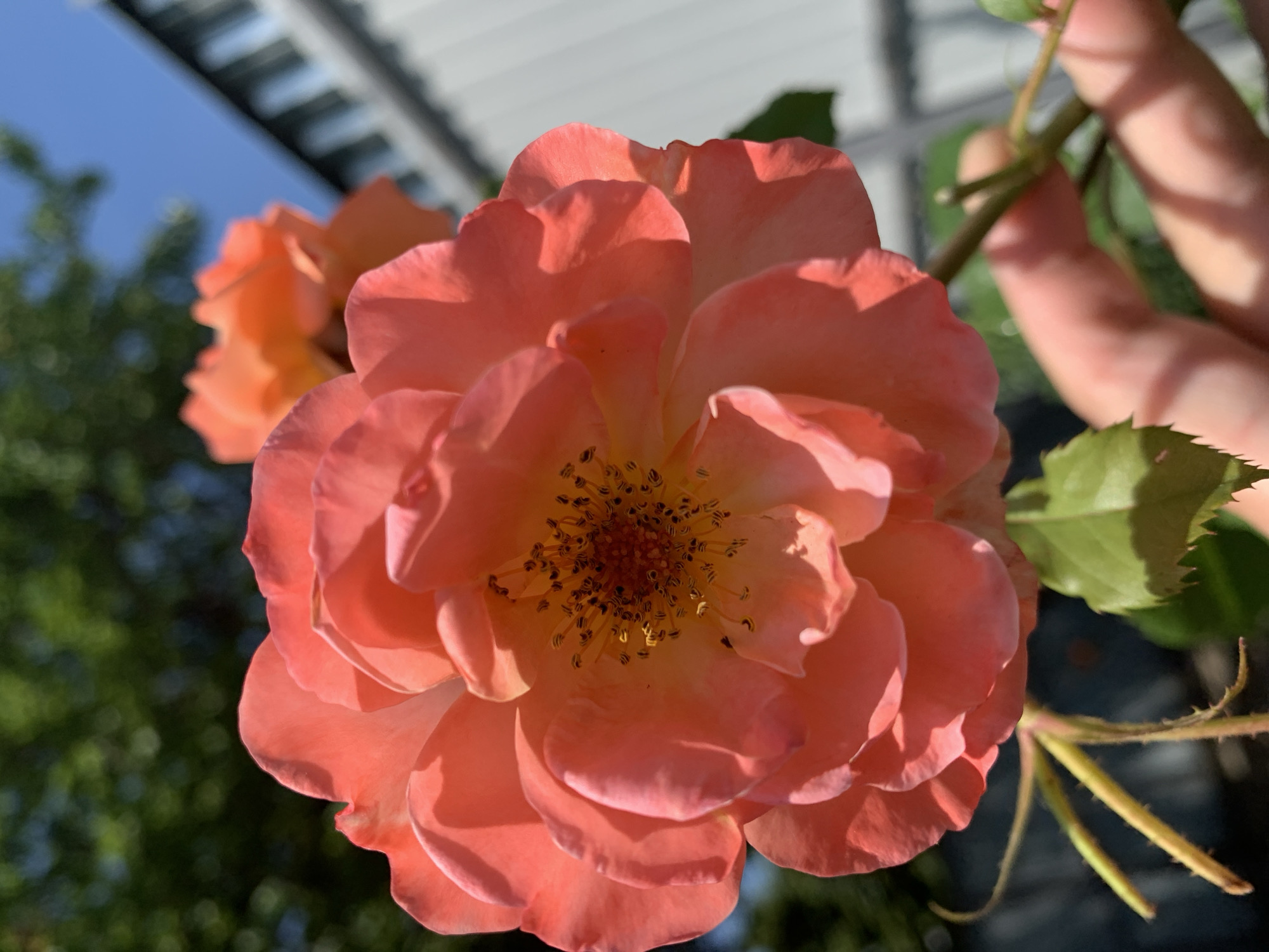 A close-up shot shows a vibrant coral-colored rose in full bloom, its petals layered and unfurling outwards from a central cluster of stamens. The flower is the primary subject, bathed in sunlight that casts subtle shadows on its textured surface. In the background, the scene is softly blurred: to the left, dark green foliage suggests a garden setting, while to the right, a pale gray, corrugated fence runs diagonally across the frame. The sky above is a clear, bright blue. A portion of a hand, holding the rose stem, is visible in the lower right quadrant of the image. The stem is thin and thorny, with a few green leaves attached. A second, less defined orange rose is visible in the upper right background, out of focus. The overall impression is one of natural beauty captured in bright daylight.