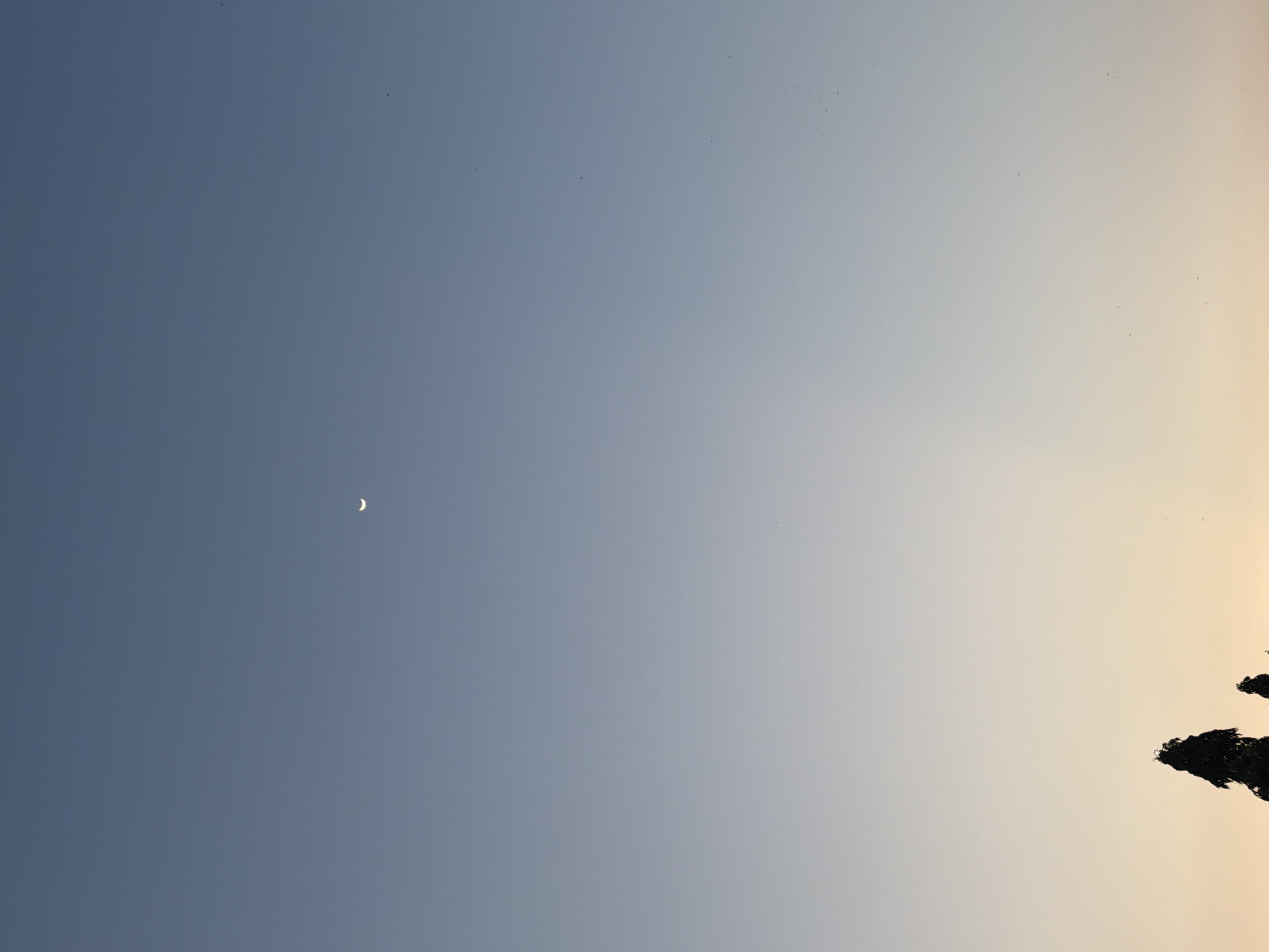 The image captures a serene evening sky over East Jakarta, Indonesia. The sky transitions from a deep blue at the top to a soft gradient of pale yellow and orange near the horizon, suggesting the sun has recently set. A thin crescent moon is visible in the upper portion of the sky. Silhouetted against the fading light at the bottom of the frame are the tops of two trees. A few faint specks, possibly birds or dust, are scattered across the sky. The overall scene is peaceful and devoid of human activity.