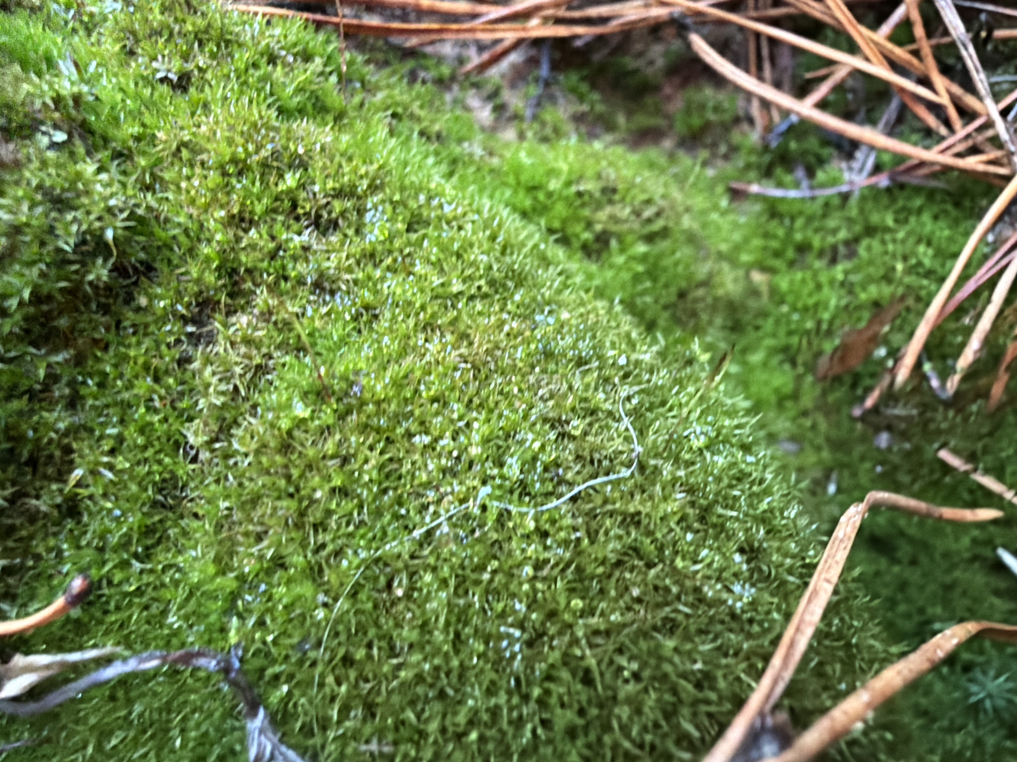 A close-up view of a patch of green moss, interspersed with fallen pine needles. The moss appears dense and lush. The dry pine needles are brown and scattered across the moss surface. The image details suggest a woodland floor environment. No people, actions, or specific interactions are observed. The location in the city of Chaikovsky, Russia cannot be determined based only on the information available in the image.