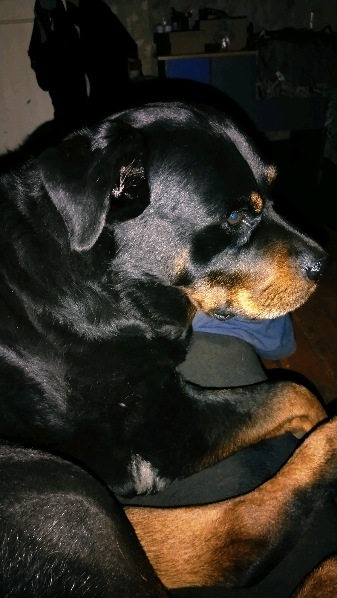 This is a close-up, medium-shot photograph taken in a dimly lit indoor environment, likely a residential setting. The primary subject is a Rottweiler dog, seen in profile from the chest up. The dog has black fur with characteristic tan markings on its muzzle, eyebrows, and chest. Its eyes are a striking blue. The dog is lying down, with its paws visible in the lower portion of the frame. The background is dark and out of focus, but appears to be a room with some furniture and objects, including what looks like a shelf with boxes or other items. There are no people visible in the image. The overall impression is one of a relaxed or resting dog in a domestic environment. The image does not provide any specific indicators of its location in the city of Horishni Plavni, Ukraine.