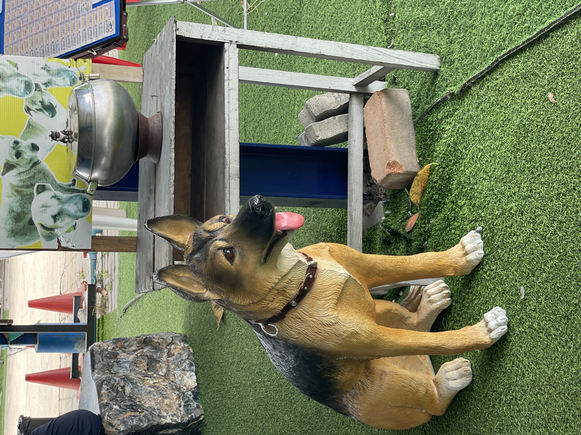 In Tambon Na Chom Thian, Thailand, a life-sized statue of a German Shepherd dog sits on artificial grass. The statue is brown and black, with its tongue hanging out and a dark brown collar with silver studs. To the right of the dog statue is a rustic wooden table with two shelves. On the top shelf of the table, a silver metal bowl with a dark brown base is placed, topped with a small, dark figurine of a dog. Behind the table, a poster featuring multiple illustrations of dogs is visible. Further to the right, a blue board displays a grid of lottery tickets. In the background, two red traffic cones stand near a blue pole, and a large rock is situated to the left of the dog statue. The scene appears to be outdoors, possibly in a park or a market area, given the presence of the cones and lottery tickets.