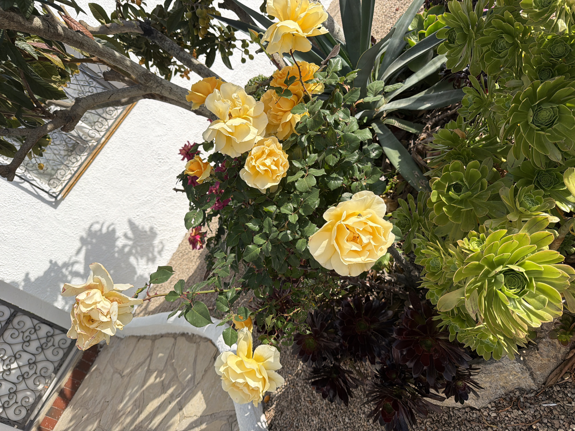 The image shows a garden in Mont-roig del Camp, Spain. A yellow rose bush with multiple blooms is the focal point, surrounded by other plants including Aeonium succulents (both green and dark purple varieties) and a yucca plant. The roses vary in maturity, from fully open to buds. The garden is located next to a white stucco building with a decorative iron grate over a window. A tree branch hangs over the scene. The ground is covered with small gravel. The scene is well-lit, suggesting a sunny day.