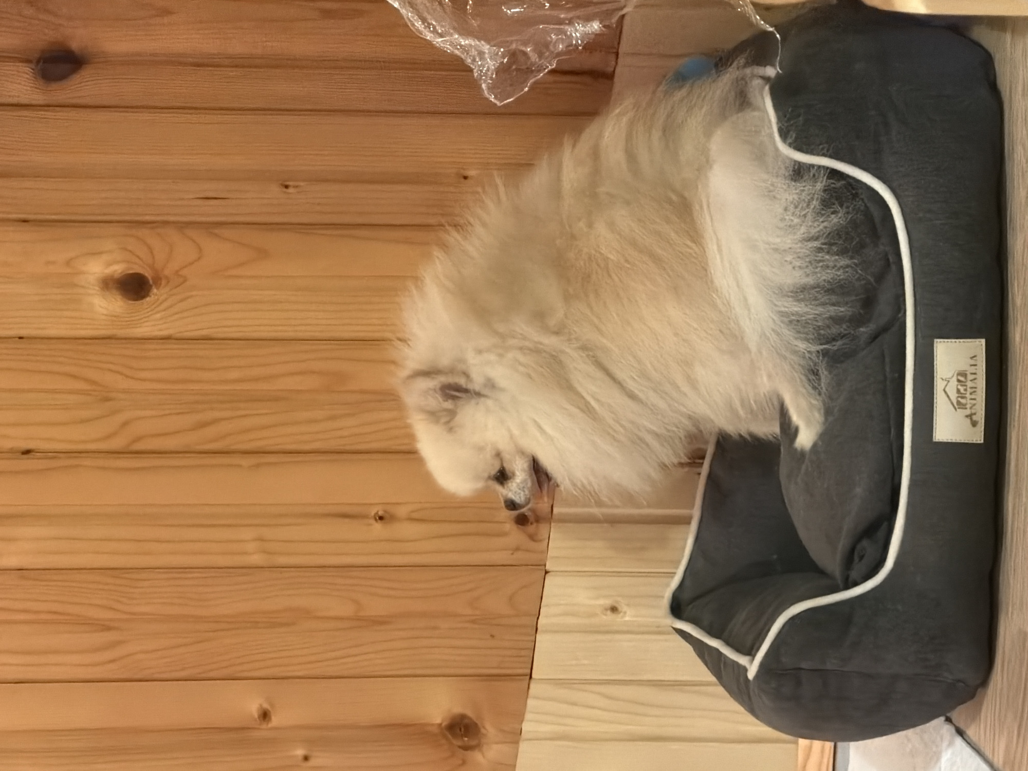 A cream-colored, fluffy Pomeranian dog is lying in a gray dog bed with white trim. The bed has a tag that reads "IZI ANIMALIA." The dog is positioned with its head towards the lower left, and its body curled within the bed. The scene appears to be indoors with light-colored wooden paneling on the wall. A piece of clear plastic is partially visible near the top of the image. The location is Brestovene, Bulgaria.