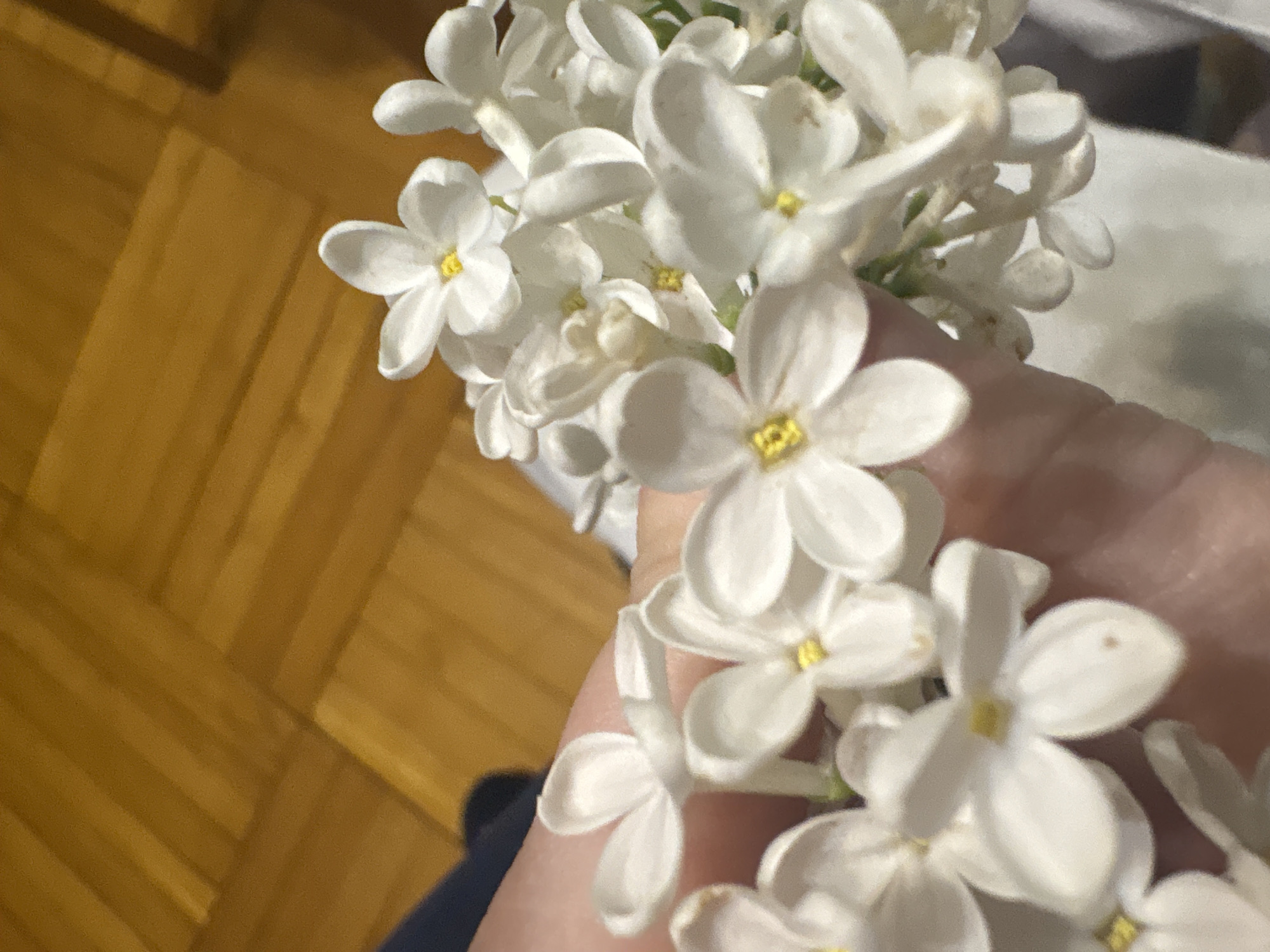 A hand is holding a cluster of white lilac flowers. The background includes a wooden floor. The location, Sinyavino, Russia, is not determinable from the image.