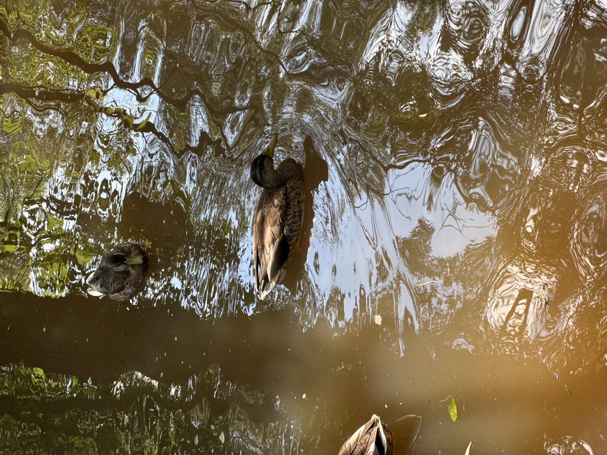 The image depicts a body of brown water, likely a pond or slow-moving river, with reflections of trees and sky on its surface. Three ducks are visible in the water. One duck is swimming towards the right side of the frame, its head and front body visible. Another duck is further back and to the left, facing left. A third duck, mostly obscured, is in the bottom left corner, showing its tail feathers. The water is murky and appears to have some debris floating on it, including leaves. The reflections create distorted patterns on the water's surface. This scene is set in a natural environment, likely a park or wooded area, with no discernible urban elements visible in the immediate vicinity. The location in Ufa, Russia, cannot be determined from the image alone.
