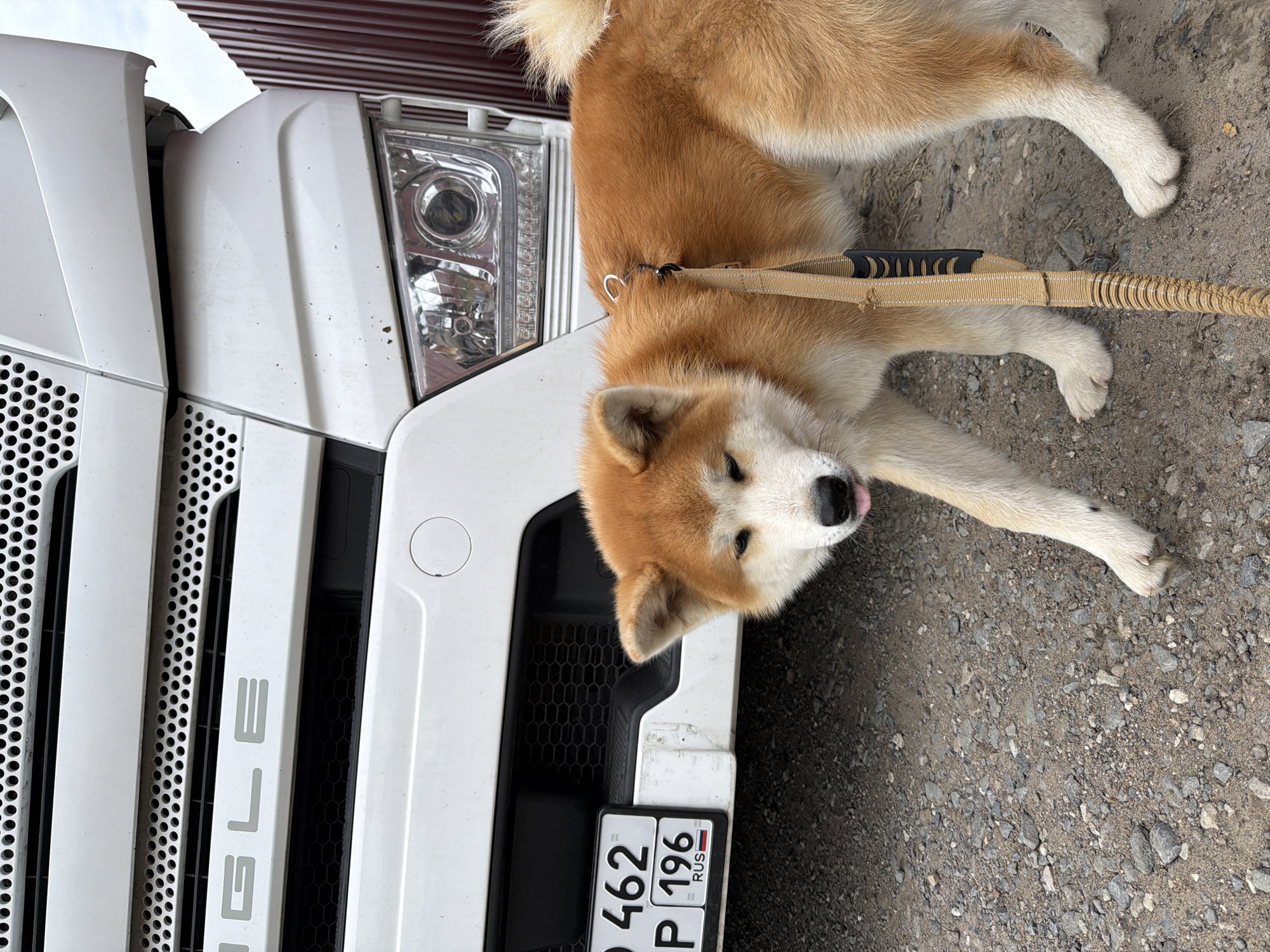 A relaxed Akita Inu dog, predominantly ginger with white markings, lies on a gravel surface next to the front of a white truck. The dog is positioned with its body stretched out and its head turned towards the camera, a slight bit of its tongue visible, indicating a state of rest or mild panting. It wears a dark harness, from which a beige leash with a dark handle extends over its body and onto the ground.
The truck's front is visible, featuring a prominent white grille with vertical bars and perforated sections. A large rectangular headlight assembly is seen on the upper right side of the truck's front. On one of the white grille bars, the word "SİNGLE" is visible, styled with a dotted 'i'. A Russian license plate is mounted on the lower front bumper of the truck. The visible text on the two-line license plate includes the numbers "462" on the top line (with the initial letter obscured), and the letter "P" followed by the region code "196 RUS" on the bottom line (with the second letter of the series obscured).
The scene is set outdoors in Kamyennoye, Russia, during daytime under clear, bright lighting. A reddish-brown structure, possibly a building or roof, is visible in the background. The ground consists of rough gravel and dirt. The image captures a serene moment, possibly a rest stop for the truck and its canine companion.