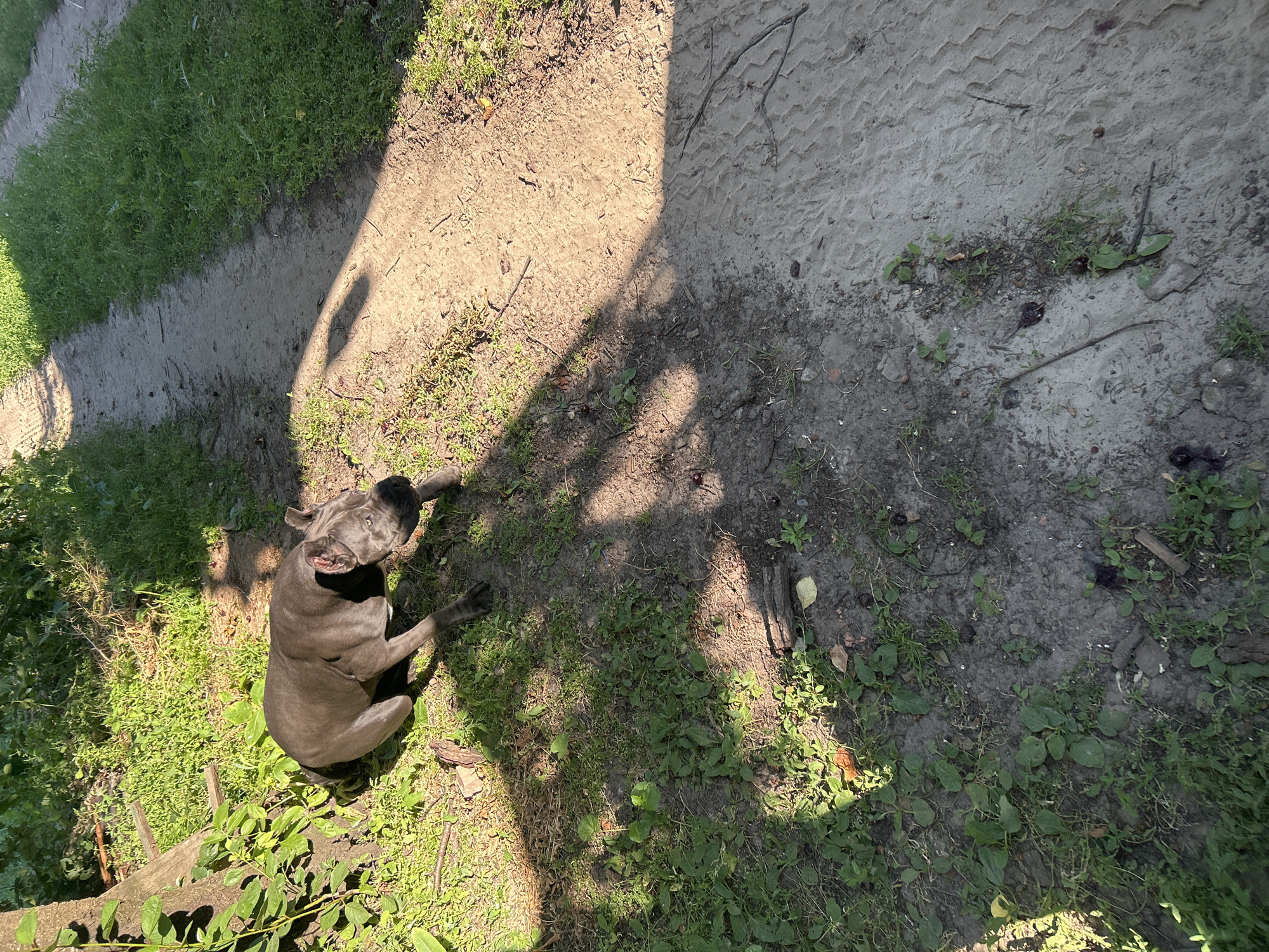 A dark gray dog, likely a pit bull or similar breed, sits on the ground in a sun-dappled area with patches of grass and dirt. The dog is looking upwards with its head tilted. In the background, a dirt path is visible, bordered by green grass. The ground is a mix of light gray, sandy soil with some vegetation and debris scattered across it. A shadow, cast by an unseen object, falls across the scene, creating a contrast between light and dark areas. The image appears to be taken outdoors during the daytime, under sunny conditions. The overall impression is that of a dog resting or observing its surroundings in a natural, possibly rural or park-like setting. There is no visible text in the image.