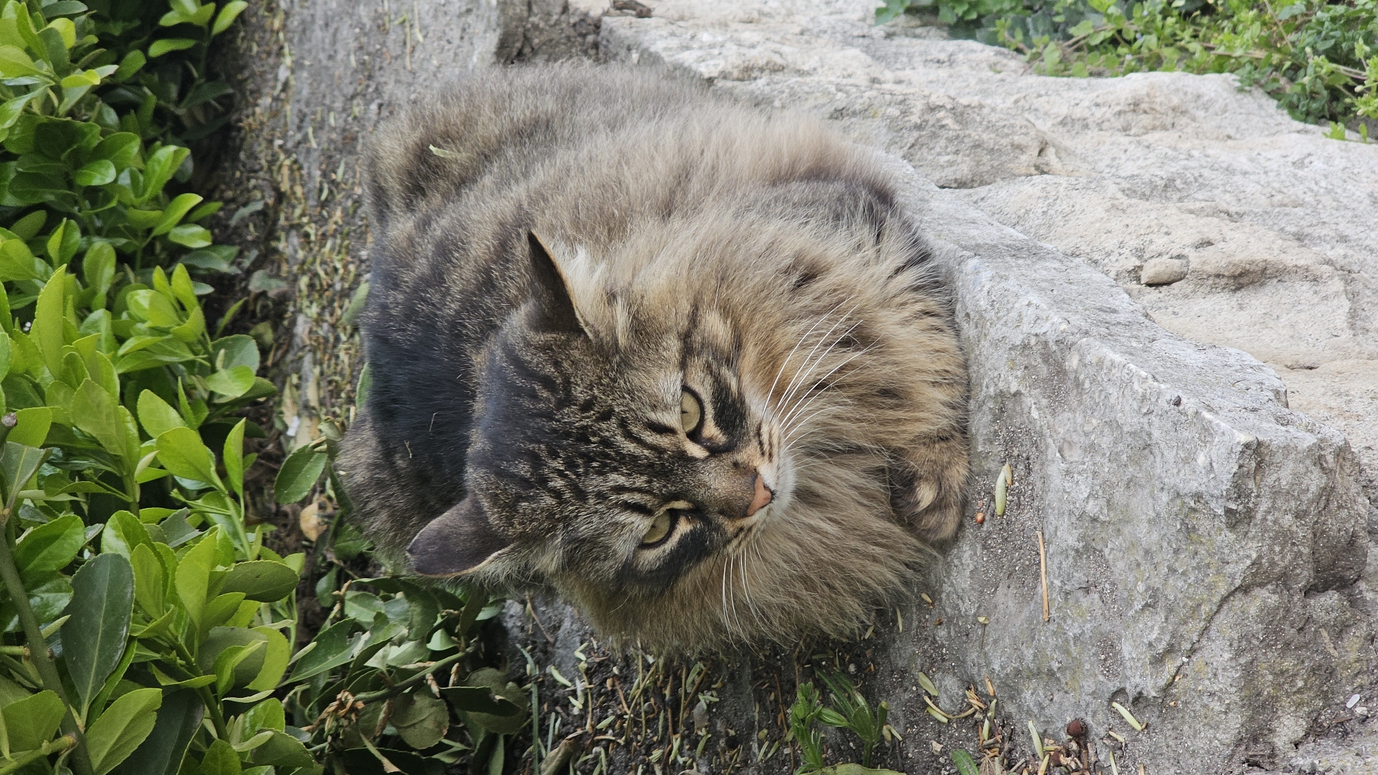 A medium-sized, long-haired, tabby cat with a mix of brown, black, and tan fur lies on a stone staircase or ledge adjacent to some green bushes. The cat appears relaxed and is looking slightly downwards towards the left of the frame. The location is Varna, Bulgaria. The background consists of stone steps or a ledge and some greenery. The day seems bright and well-lit.
