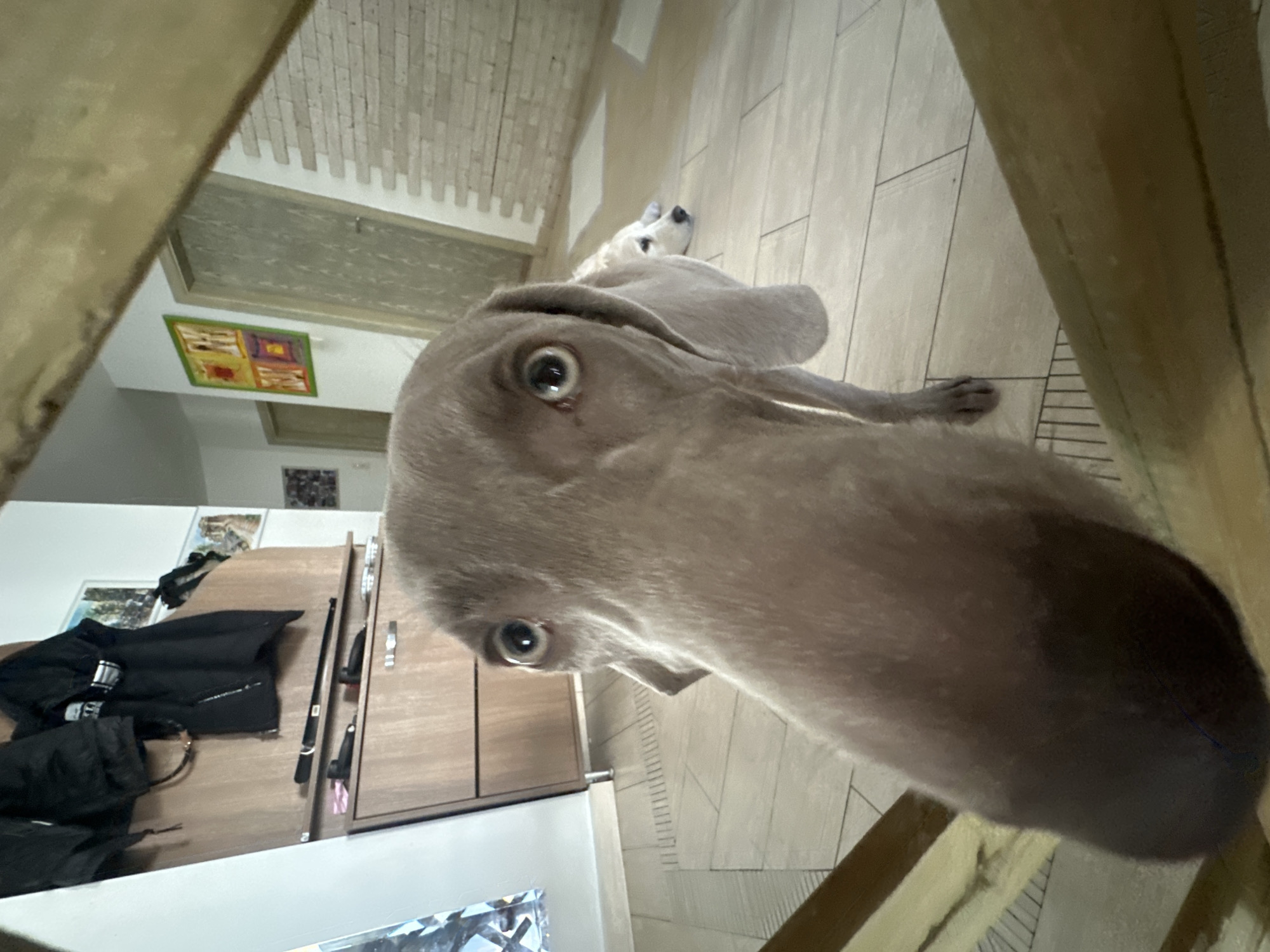 A close-up, distorted view of a gray Weimaraner dog looking directly at the camera is presented. Another white dog is partially visible in the background, lying on a tile floor. Behind the dog, there is a wall with a white brick-like texture. To the left, a cabinet with dark clothing on top and framed pictures on the wall can be seen. The photo is taken indoors, possibly in a home setting. The location is unknown, as there are no distinct landmarks to suggest it is Plovdiv, Bulgaria.