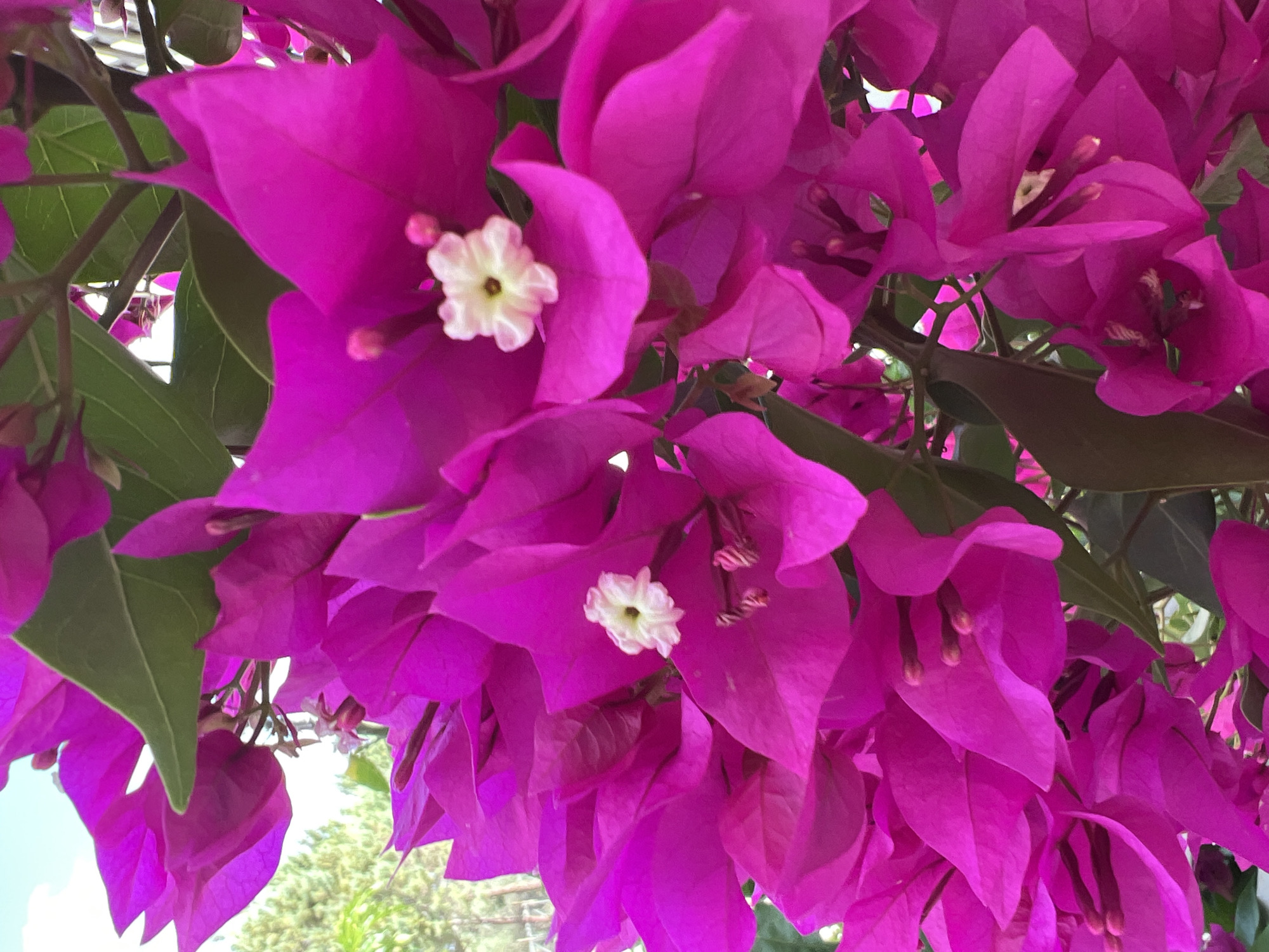 This is a close-up, eye-level shot of vibrant pink bougainvillea flowers with a blurred background of trees and sky. The flowers are in full bloom, with some of the small white flower centers visible. The image appears to be taken outdoors in a natural setting, possibly a garden or park. The lighting suggests it is daytime. There are no people or animals visible in the image. The scene is located within the Eretria Municipal Unit, Greece, likely in a residential or public garden area known for its flora.