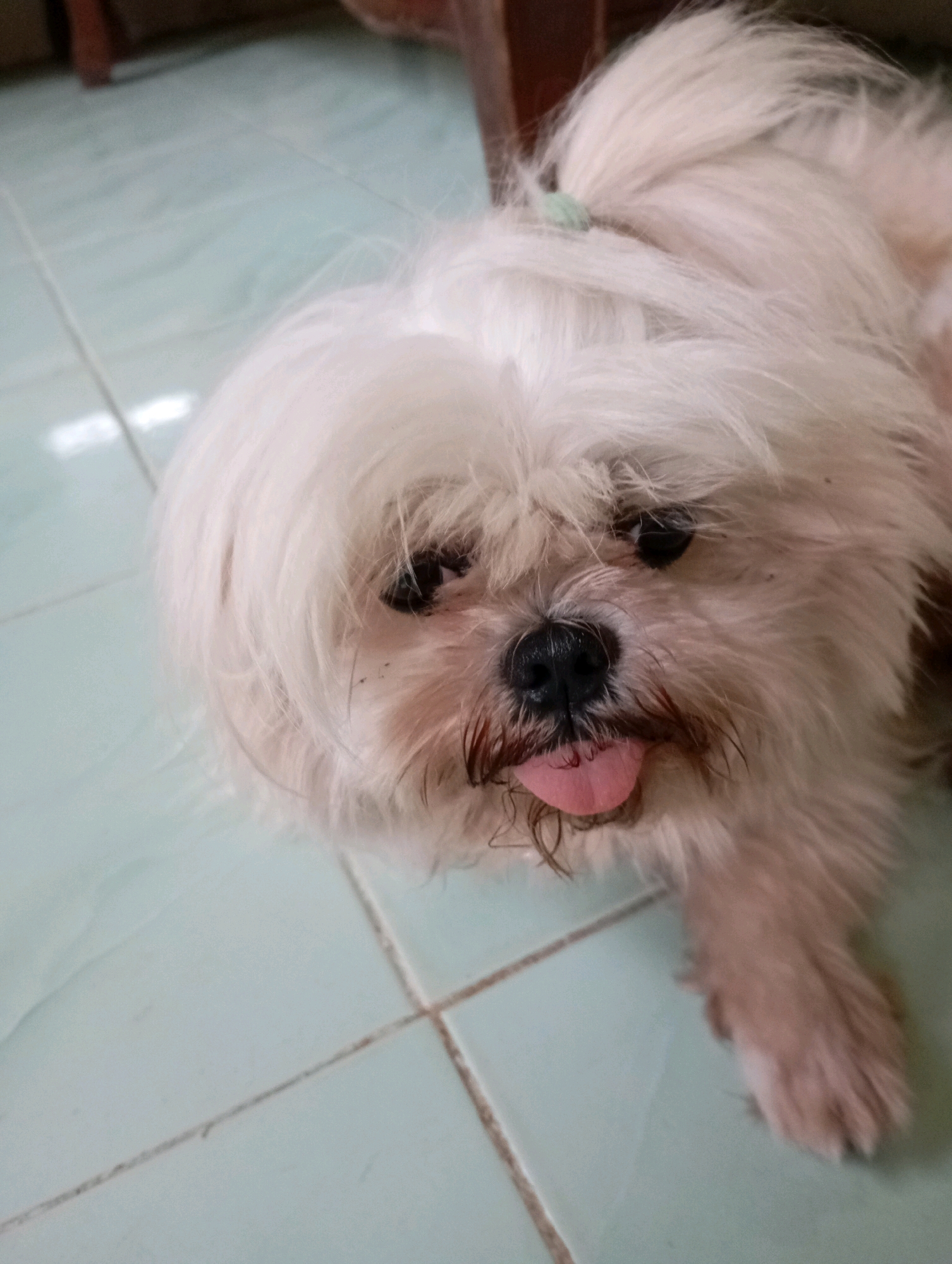 A close-up, eye-level shot captures a white Shih Tzu dog with its tongue sticking out, lying on a light blue tiled floor in Balikpapan, Indonesia. The dog's fur is shaggy, covering its eyes, and its nose is black. The floor tiles are square and have thin, dark grout lines. A hint of a wooden object is visible in the upper left corner of the frame, suggesting it is indoors. The lighting is soft, creating a slightly diffused effect on the dog's fur.