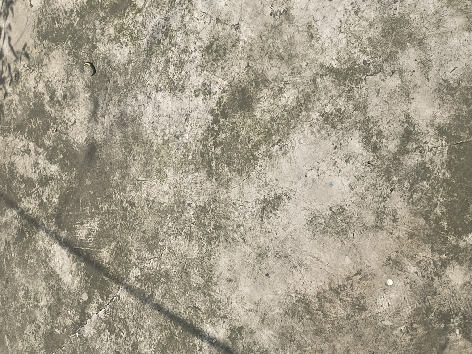 The image shows a close-up view of a weathered concrete surface. The surface is predominantly grey with mottled patches of darker, greenish-grey discoloration, suggesting the presence of mold or algae. There are hairline cracks visible across the surface. A slender, curved, green object, possibly a leaf or small piece of vegetation, is visible in the upper left quadrant. A shadow, likely cast by a plant, stretches diagonally from the upper left towards the lower center. A small white spot is present near the bottom center.
Without additional information, determining the precise location in Dhaka, Bangladesh, is impossible. The image provides no contextual clues about the surroundings to indicate the location.