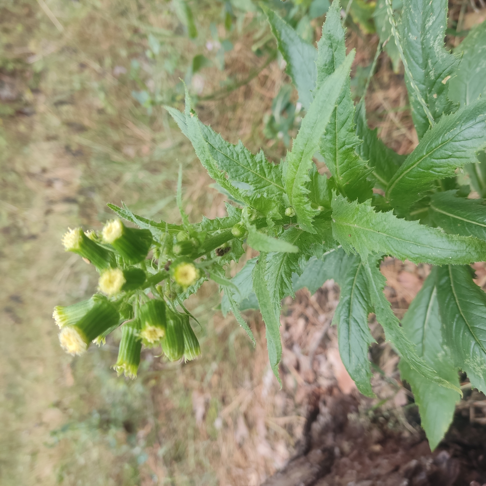 An outdoor medium shot captures a wild plant with toothed green leaves and developing yellow flower buds in Kotsiubynske, Ukraine. A small, dark insect is visible on the plant stem. The background consists of blurred dry grasses and foliage, suggesting a natural or uncultivated environment.