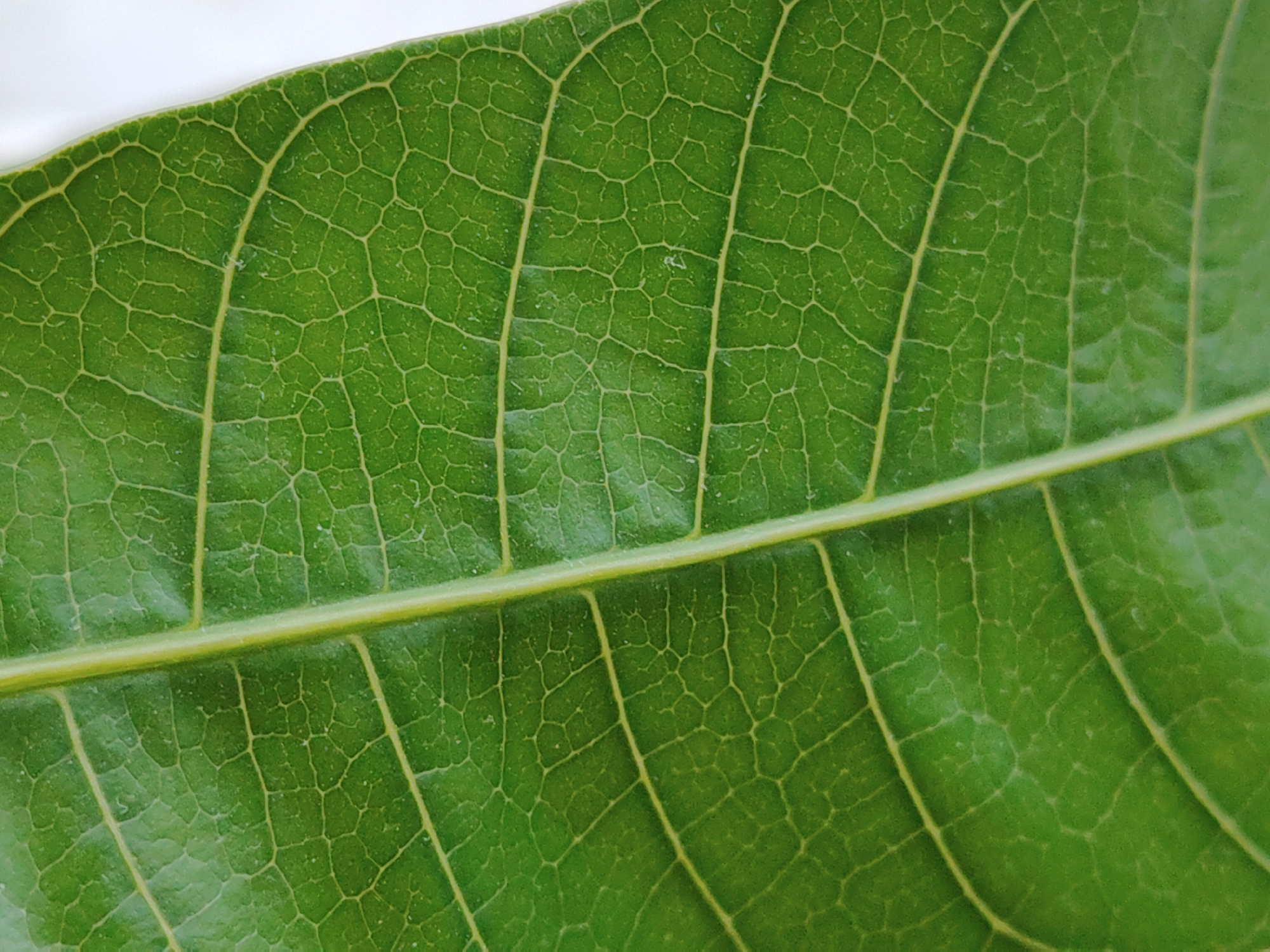 The image is a close-up of a green leaf, showcasing its intricate vein structure. A prominent central vein runs horizontally across the middle of the frame, with smaller veins branching out on either side. The spaces between the veins are filled with the leaf's green tissue, revealing a pattern of cellular structures. The image is brightly lit, emphasizing the textures and details of the leaf surface. The location is not identifiable from the image.