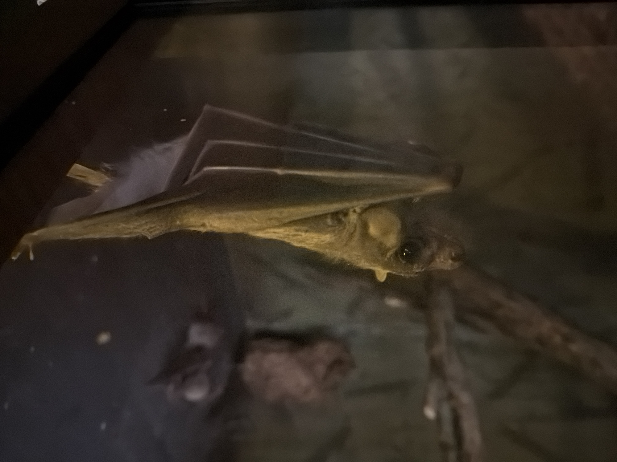 A bat is hanging upside down, clinging to a surface with its feet. Its wings are folded tightly against its body, creating a fan-like shape. The bat has large, dark eyes and a pointed snout. The background is dark and blurry, with some indistinct shapes that appear to be branches or foliage. There is a hint of light reflecting off what appears to be glass, suggesting the bat may be in an enclosure such as a terrarium or zoo exhibit. The lighting is dim, creating a moody atmosphere. There is no indication of the specific location in Akatovo, Russia, within the image itself.
