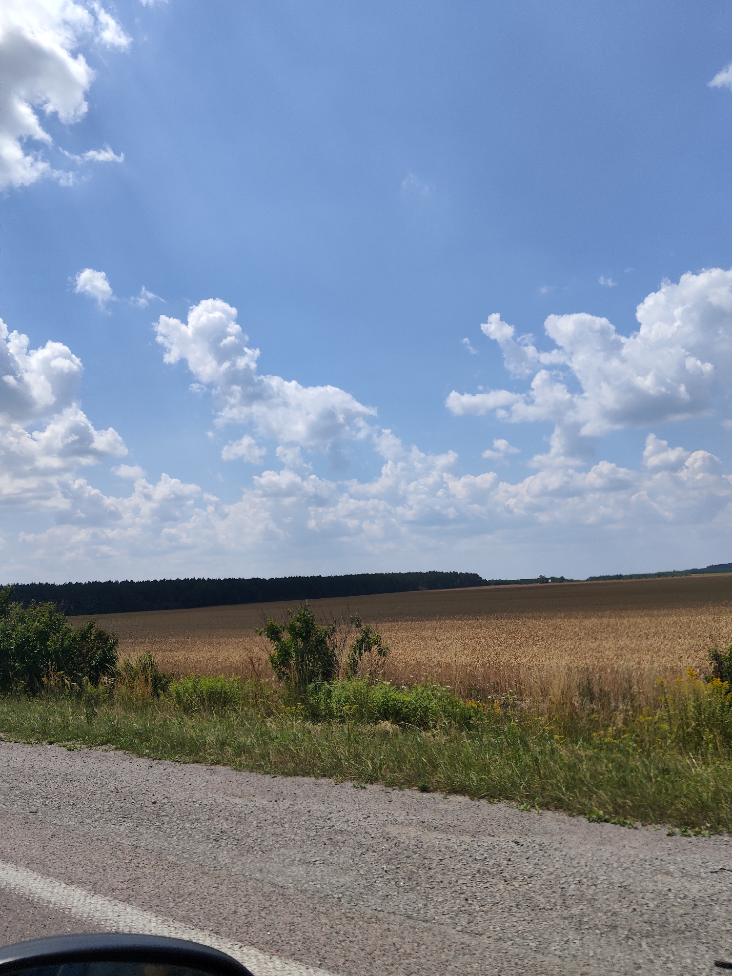 The image captures a rural landscape in Buhaivka, Ukraine, on a clear day with a partly cloudy sky. In the foreground, a gravel road with a white line is visible, suggesting it is a roadside view. To the right of the road, tall green grass and some yellow wildflowers grow along the edge. Beyond the grass is a vast field of golden wheat, ripe for harvest, stretching towards a dark line of trees in the distance. The sky above is a vibrant blue, dotted with fluffy white clouds. The overall scene depicts a serene agricultural setting in the Ukrainian countryside. There are no people or animals visible in the image.