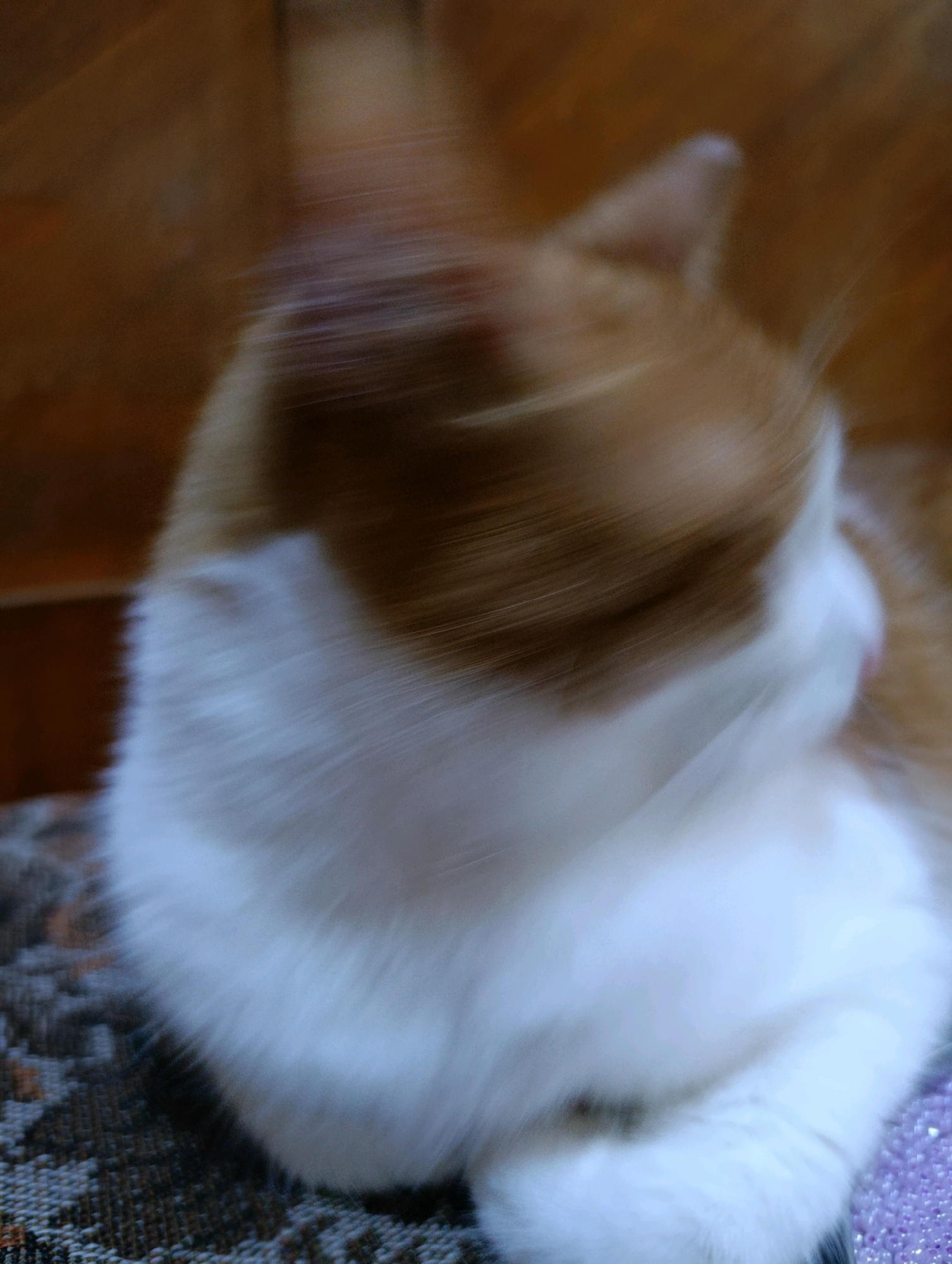 The image is a blurry, close-up shot of an orange and white cat. The cat's fur appears soft and fluffy. The background is out of focus, with warm brown tones, suggesting an indoor setting, possibly near wooden furniture. The cat's head is tilted to the right, and its ears are visible. The overall impression is of a domestic animal in a relaxed posture. There is no discernible location in the city of Cherkasy, Ukraine, or any other specific geographical markers in the image.