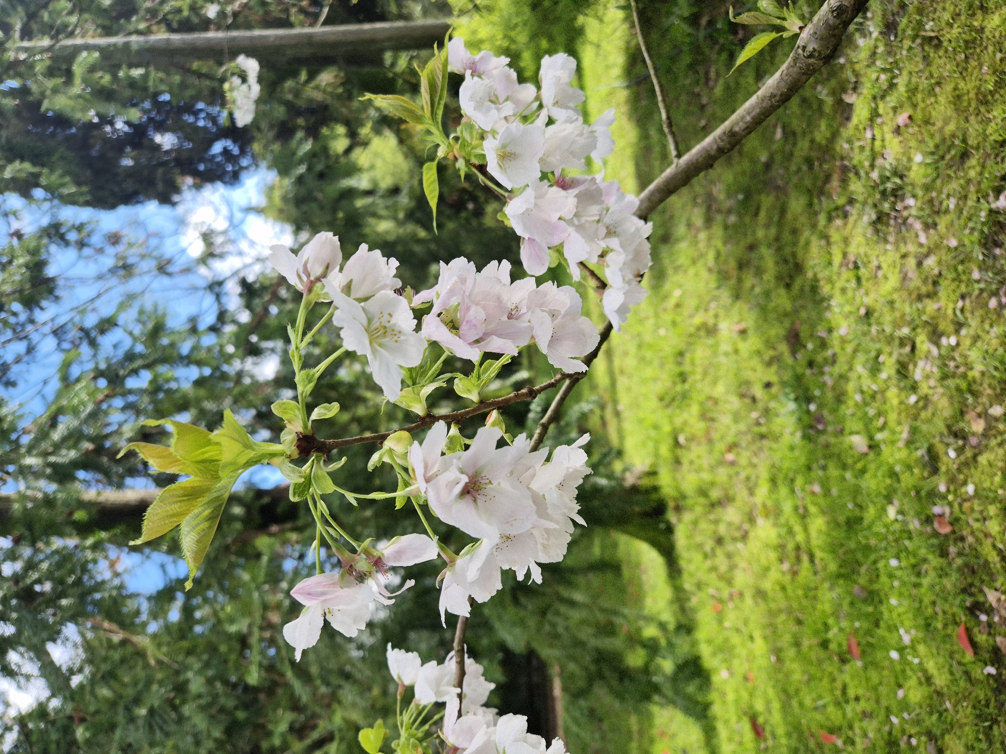 A close-up, slightly rotated shot focuses on a branch of a flowering tree. The blossoms are predominantly white, with subtle hints of pink in their centers. Young, green leaves are also visible on the branch. The background includes green foliage and a patch of blue sky. A patch of green grass is visible next to the tree. The photograph was likely taken in an outdoor setting, possibly a park or garden. The location is unknown.