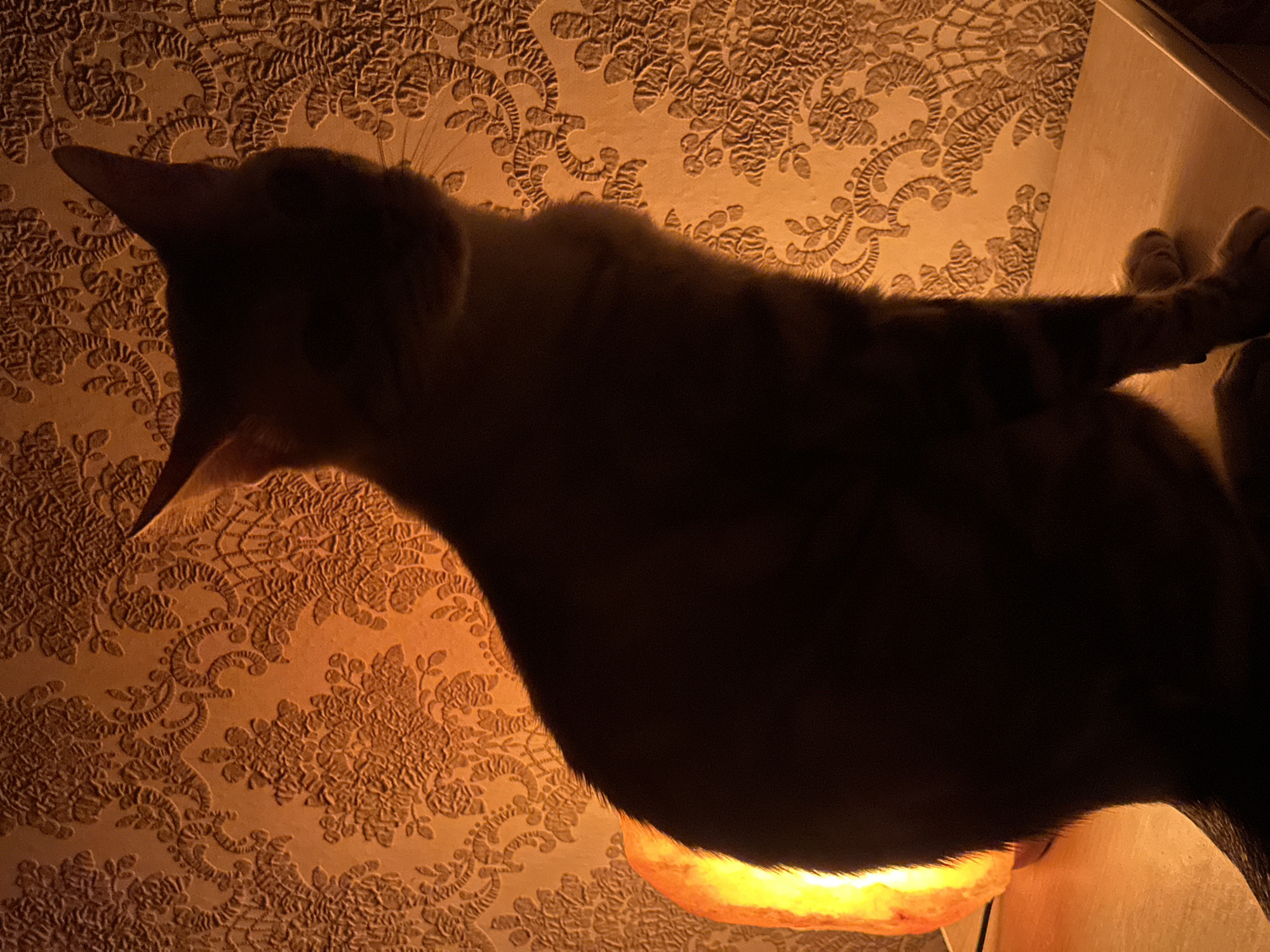 A silhouette of a cat sits on a wooden surface in front of a textured, patterned wallpaper illuminated by a warm orange light, possibly from a Himalayan salt lamp on the left. The cat is in profile, facing to the right, with its head slightly tilted upwards. Its fur appears dark, obscuring fine details, but stripes are visible on its legs and tail. The wallpaper has an intricate floral or damask pattern. The scene is set indoors, likely in a residential interior. There is no indication of the city of Energetik, Russia, in the image itself; this location information is extraneous to the visual content.