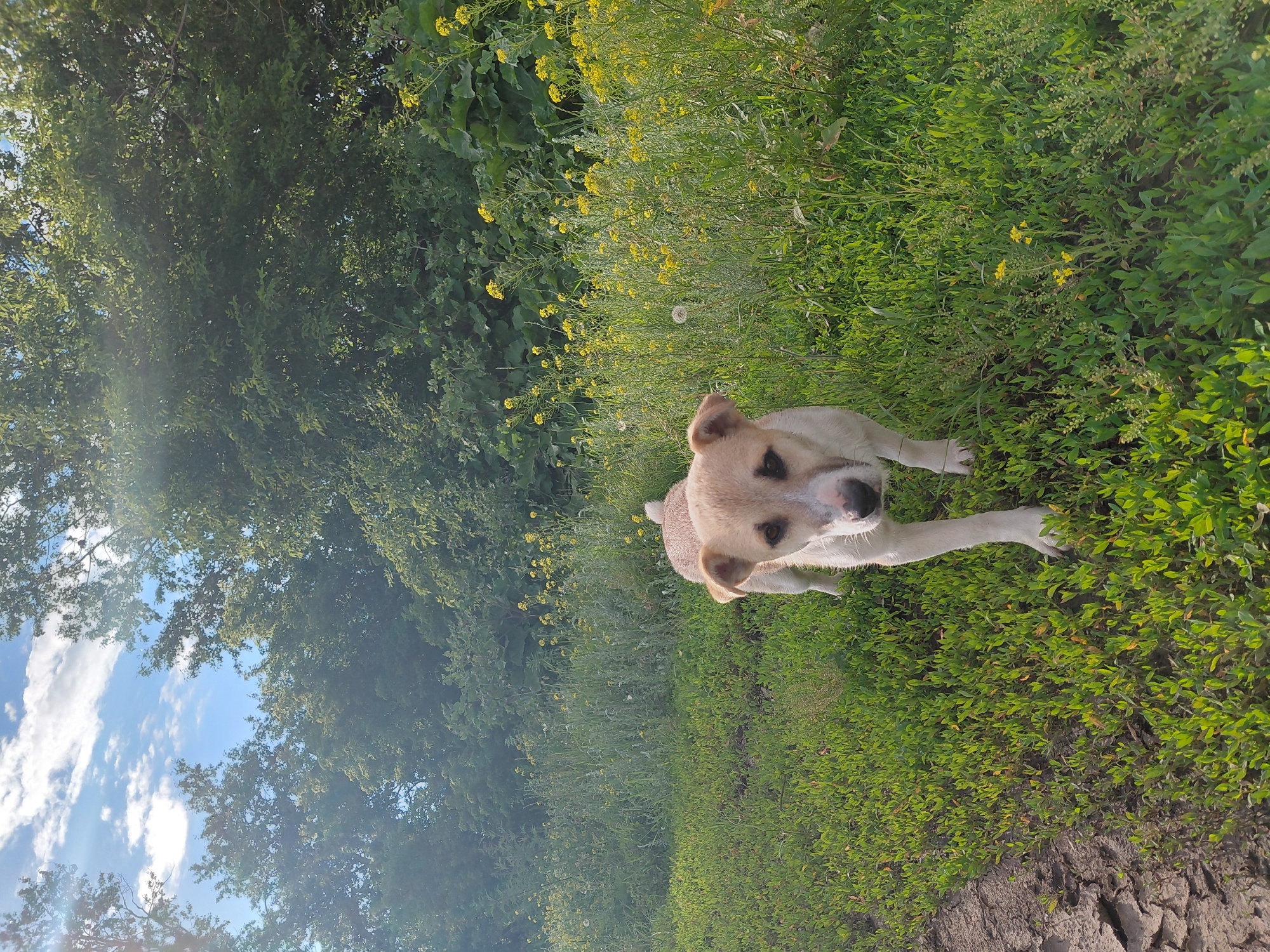 A medium-sized, light-colored dog with brown markings on its face and ears walks towards the camera in a grassy field. The dog has a wagging tail and appears to be curious. The field is filled with lush green grass and scattered yellow wildflowers. In the background, a dense line of trees forms a natural barrier, and beyond that, a bright blue sky with scattered white clouds is visible. The image was taken in the city of Tashkazgan, Russia, during daylight hours. The lighting suggests it is either morning or late afternoon, as evidenced by the sun's rays filtering through the trees. The ground on the left side of the frame is cracked and dry, indicating a change in terrain.