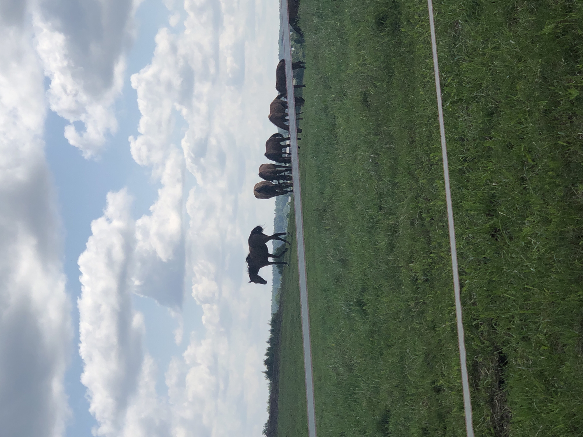 In the foreground of the image, a white electric fence is visible, stretched horizontally across a lush green grassy field. Beyond the fence, a herd of horses are grazing in the distance. One horse, a dark brown color, is positioned on the left side of the frame, walking away from the viewer. To the right, several other horses are gathered, heads down as they feed. The background consists of a rolling landscape with trees and a partly cloudy sky. The scene appears to be set in a rural or equestrian environment, potentially on the outskirts of Galinė, Lithuania, given the context.