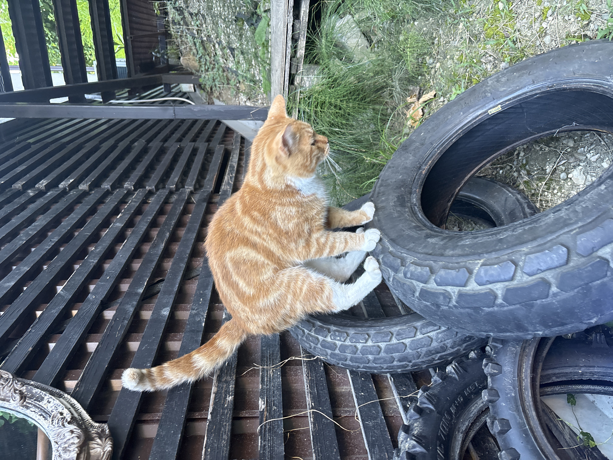 An orange tabby kitten is perched on a stack of old tires. The kitten is looking to the right, with its front paws resting on the top tire. The tires are dark, worn, and appear to be discarded. They are stacked outdoors on a black metal grate, which is part of some sort of platform or structure. Behind the tires and the kitten, there is an abundance of green grass and some sparse, leafy branches, suggesting an outdoor, possibly overgrown, setting. To the left of the frame, the black metal grate extends, and a corner of an ornate, antique-looking mirror with a silver frame is visible. The lighting suggests it is daytime, possibly late afternoon given the angle of some shadows, and the weather appears fair. The scene is set in an outdoor area, potentially a yard or a storage space for old items. There is no visible text in the image.