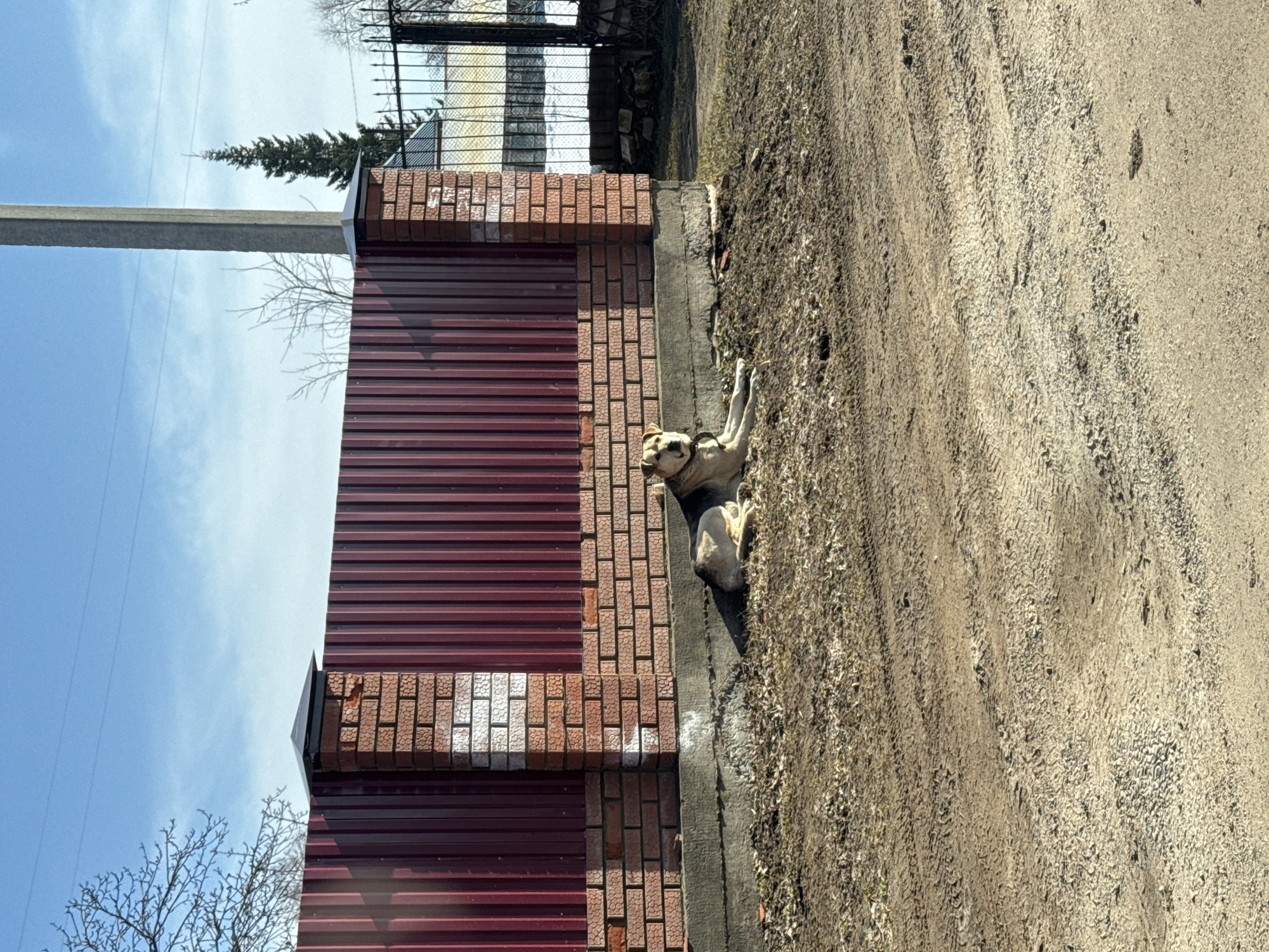 The image shows a dog lying near a road in what is likely a residential area. A red fence with brick pillars borders the road, behind which is a bare tree and a utility pole. The road itself is dirt and gravel, and the sky is partly cloudy. The location is in the city of Chaikovsky, Russia. The dog is light-colored and wearing a collar, and appears to be resting.