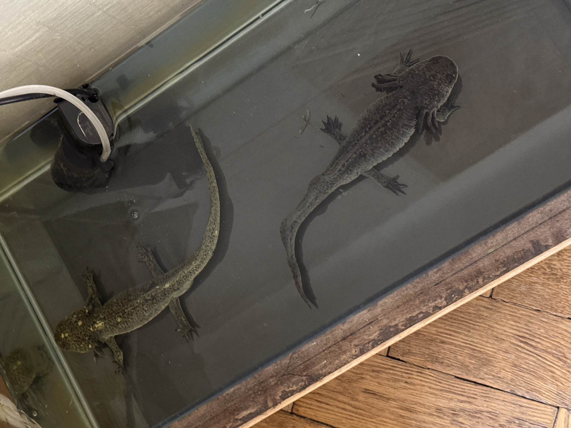 The image shows two axolotls in a glass tank filled with water. A black water pump with a white hose is visible in the upper left corner of the tank. The tank rests on a wooden floor with a parquet pattern. The axolotls are different colors, one appears darker than the other. The location is not identifiable as Moscow, Russia.