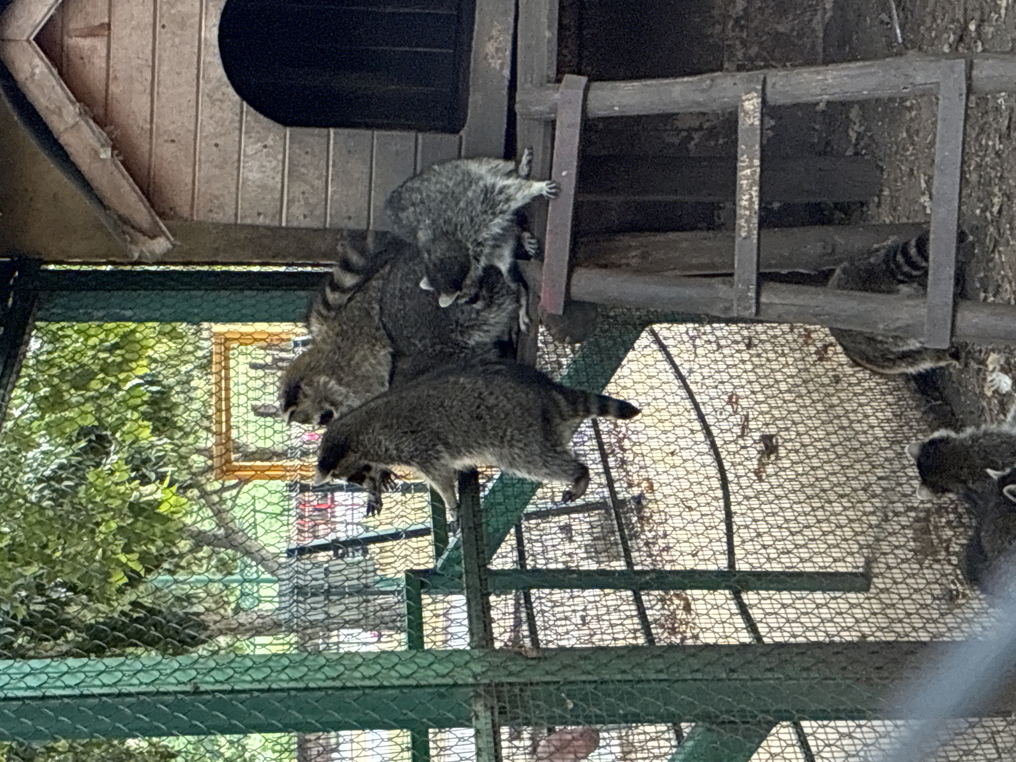 A group of raccoons are gathered near a wooden structure with a ladder in an outdoor enclosure. The enclosure is fenced with green metal mesh and has trees and foliage visible in the background. One raccoon is hanging from a horizontal bar of the fence, another is perched on the ladder, and several others are clustered together on the wooden structure, which appears to be a shelter or habitat. The ground is covered with dirt and fallen leaves. The scene is located in the city of Pazardzhik, Bulgaria.