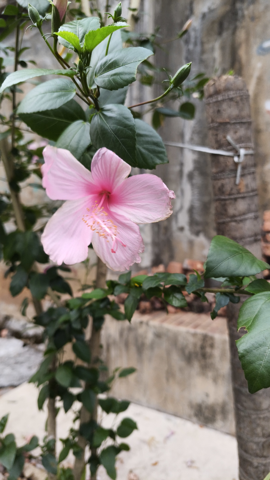 A close-up, vertically oriented, outdoor photograph captures a single, delicate pink hibiscus flower in full bloom, centered in the frame. The flower's petals are soft and slightly curled at the edges, revealing a vibrant pink stamen tipped with yellow. Lush green leaves surround the blossom, some in sharp focus and others softly blurred, creating a sense of depth. Behind the flower and foliage, a rough, textured concrete wall serves as the background, with glimpses of red brick and a portion of a palm tree trunk with visible rings. The lighting suggests a natural, perhaps slightly overcast, daylight setting. The scene appears to be within a garden or natural setting in South Jakarta, Indonesia, given the presence of tropical flora. There are no people or animals present.