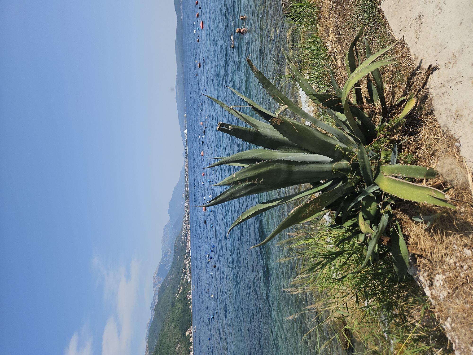 A vertical, eye-level, medium outdoor shot captures a large agave plant in the foreground on a sunny day. The plant's thick, spiky green leaves fan out from its base, with some dried grass and a concrete path visible around it. Beyond the agave, a body of calm blue water stretches to the horizon, dotted with several orange and blue buoys. In the distance, a shoreline with green, tree-covered hills and a town is visible, leading up to a mountain range under a clear blue sky with sparse white clouds. A few people are in the water, swimming or wading. The scene appears to be a coastal area in Jošice, Montenegro.