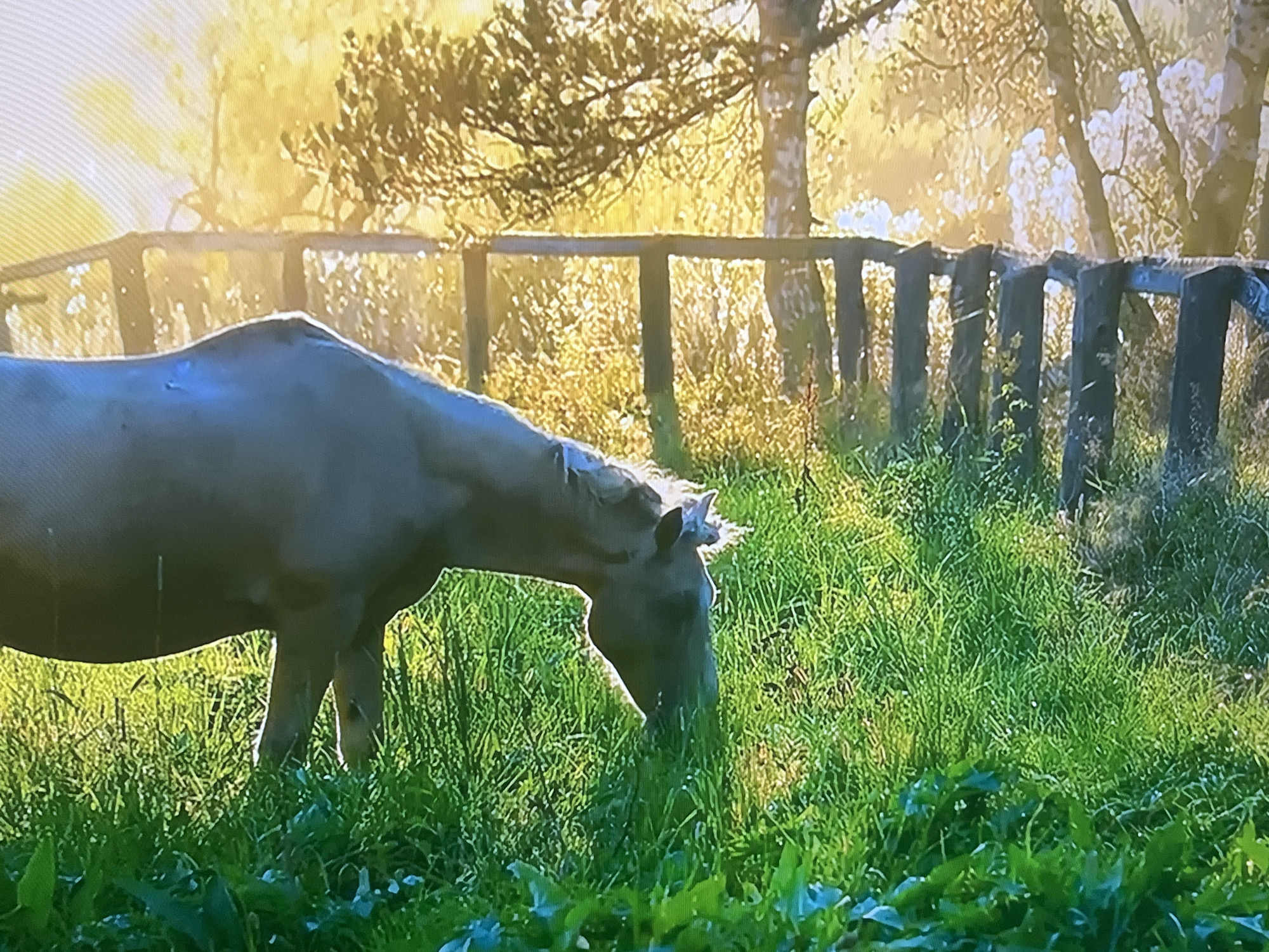 A light-colored horse grazes in a grassy field. The horse is positioned in the left half of the frame, facing the right. A wooden fence runs horizontally across the middle ground, separating the field from a wooded area. The background is filled with trees and foliage, illuminated by bright, golden sunlight that creates a hazy, backlit effect. The overall scene depicts a pastoral setting during daylight.