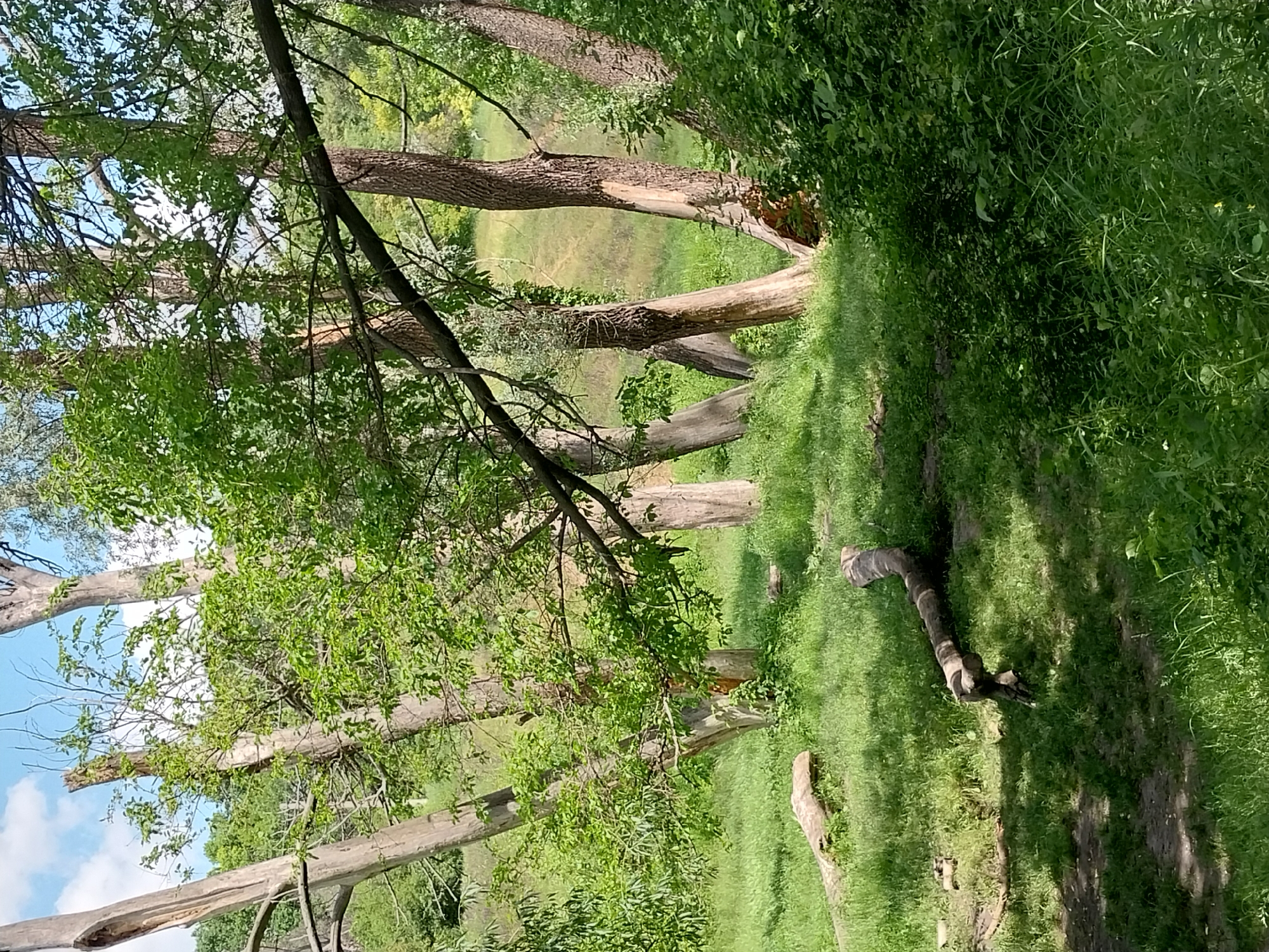 The image depicts a wooded area with several dead or decaying trees, some of which are bare and others with sparse green foliage. The ground is covered in lush green grass, with patches of dry earth or leaf litter visible along a winding path. Sunlight filters through the trees, casting shadows on the grass. The scene appears to be a natural, outdoor setting, likely a park or forest. The sky is partly cloudy with some areas of blue visible through the trees. The overall impression is one of a natural landscape in a state of decay and regeneration. There is no visible text in the image. The orientation of the image is vertical.