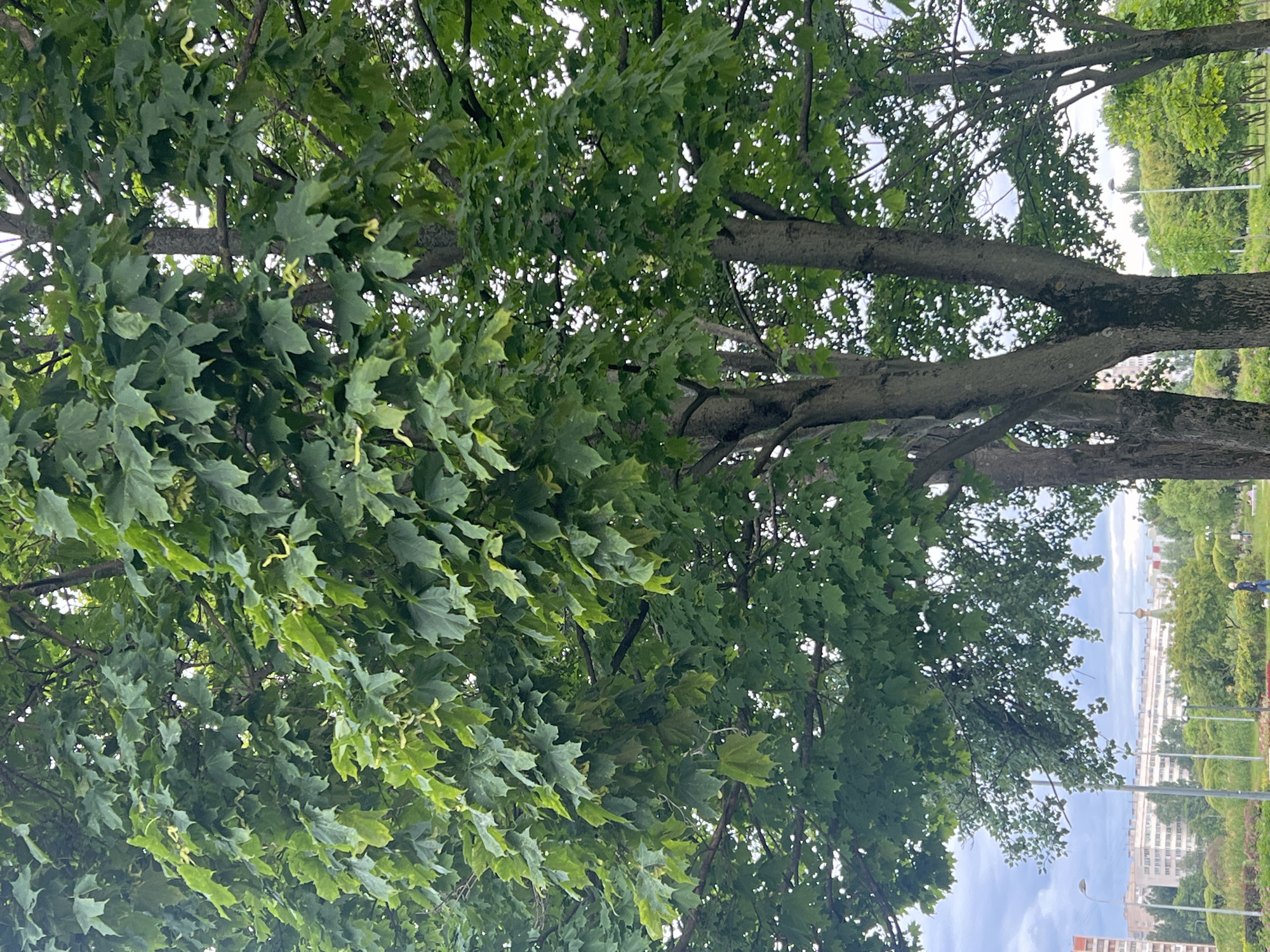 The image depicts a dense canopy of green maple leaves in the foreground, obscuring much of the background. Behind the trees, a city skyline is visible, characterized by apartment buildings and a church with a dome, suggesting an urban environment. The sky is overcast with clouds. A streetlamp is visible in the middle ground. A single person, appearing small in the distance, is walking on a paved path in a park-like setting with manicured bushes and trees. The overall scene captures a natural setting within a city, possibly Sinyavino, Russia, indicated by the presence of apartment blocks and a distinct architectural style of the church.