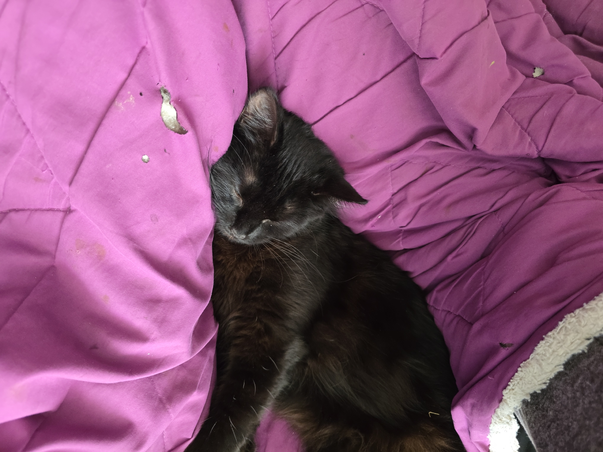 A black cat is sleeping on a bright pink quilted blanket. The cat's head is resting on the blanket, and its body is partially obscured by the fabric. The blanket appears to be slightly worn, with some visible stains and a small tear. The overall scene suggests a domestic setting, possibly indoors. The location is identified as Stockton-on-Tees, United Kingdom.
