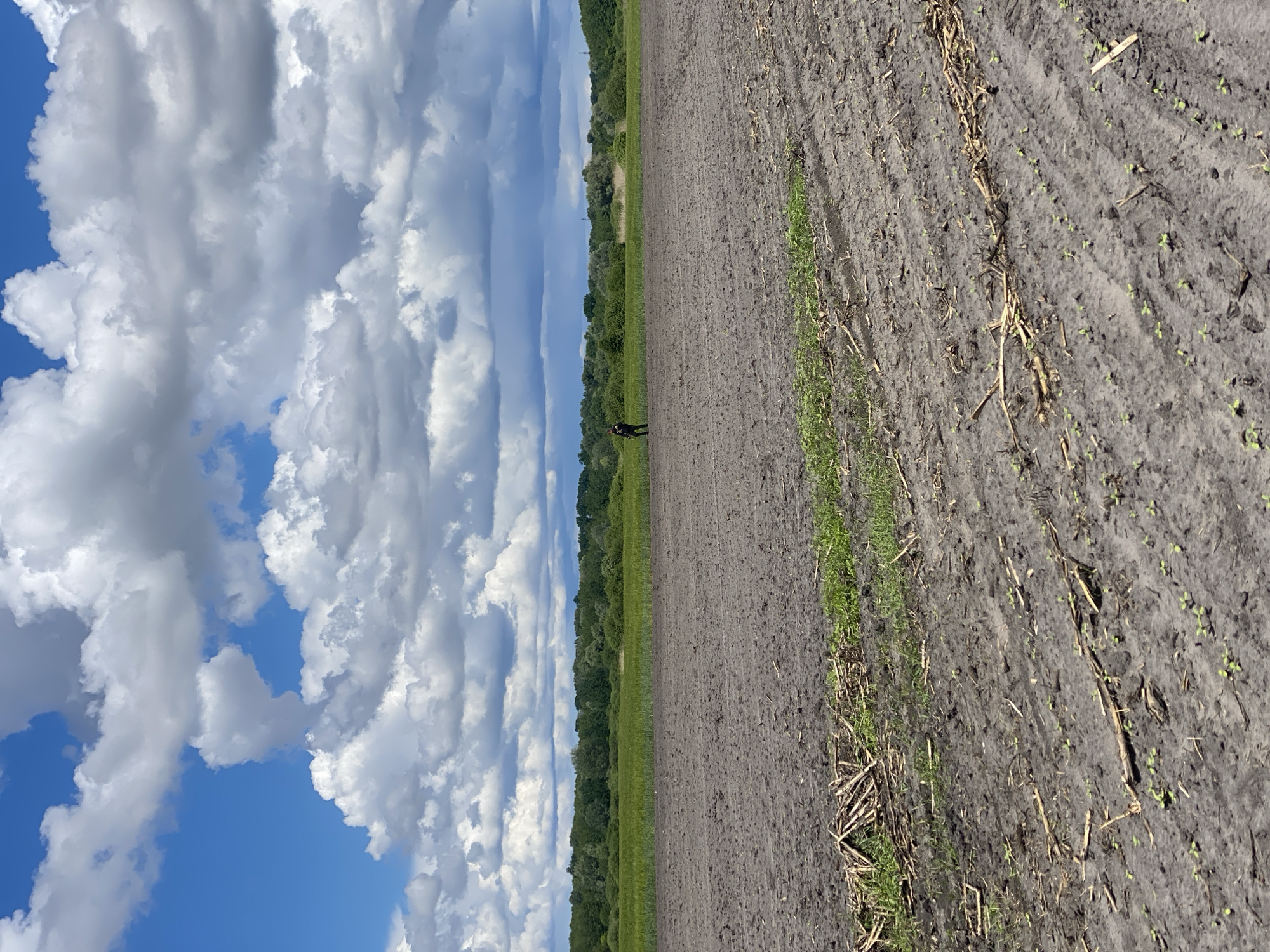 The image shows a rural scene in Matyashivka, Ukraine. A field occupies the right side of the frame, displaying rows of newly sprouted plants and scattered stalks of harvested crops. A person is visible in the field. A line of trees stretches along the horizon, separating the field from the expansive sky. The sky is partially covered with cumulus clouds.