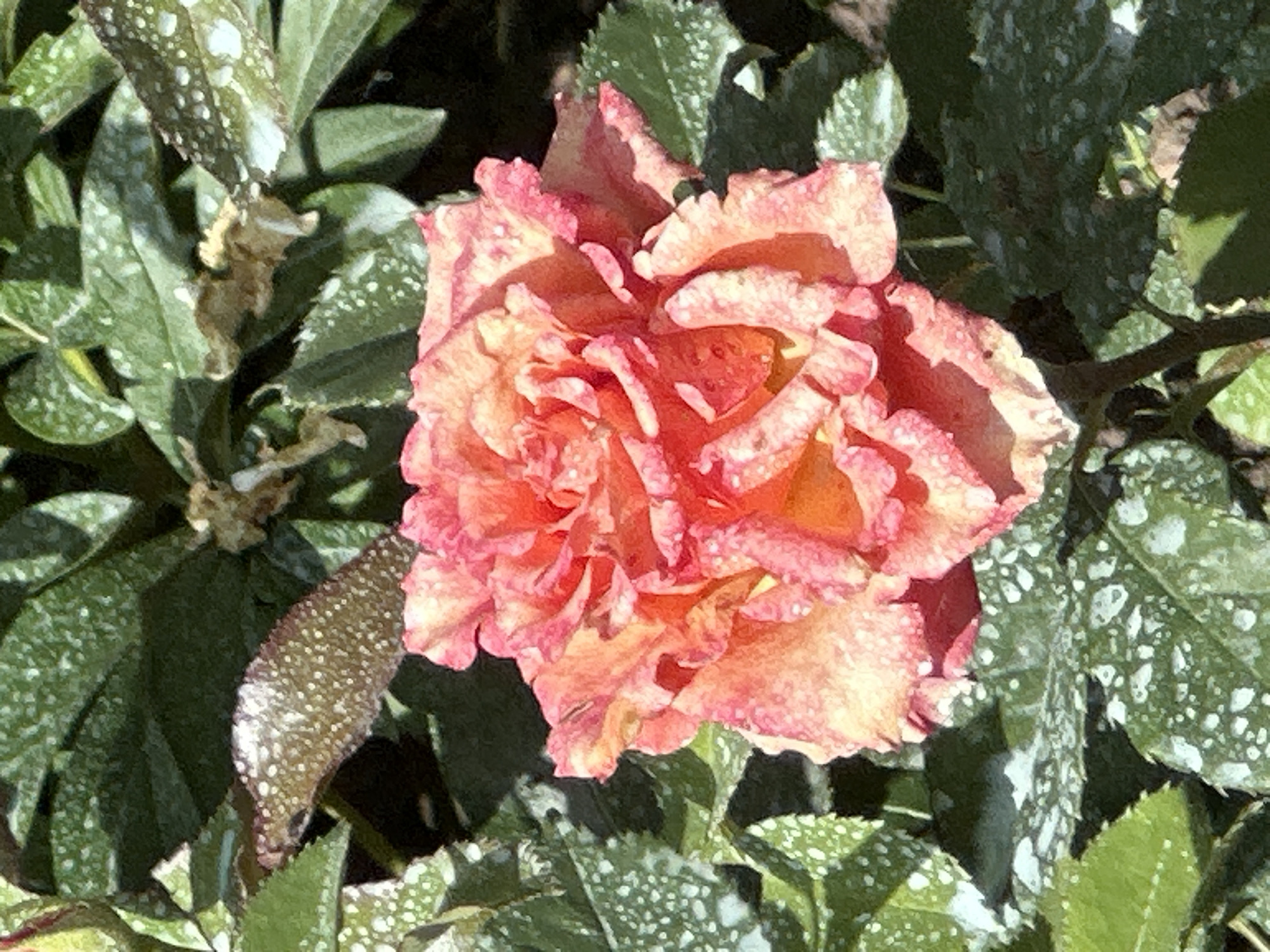 The image is a close-up, high-angle shot of a blooming rose with ruffled petals in shades of pink and orange, set against a backdrop of green foliage. The leaves are mottled with white spots, suggesting a decorative plant, possibly a variety of Pulmonaria or a similar plant with variegated leaves. The rose is in full bloom, its layers of petals creating a sense of depth and fullness. Some water droplets are visible on the petals, indicating recent watering or dew. The lighting suggests it is daytime, with sunlight casting shadows and highlighting the textures of the petals and leaves. The overall scene is one of natural beauty, likely in a garden setting. No people, text, or specific events are depicted. The location context of Ostafievo, Russia, suggests this could be a garden in that region.