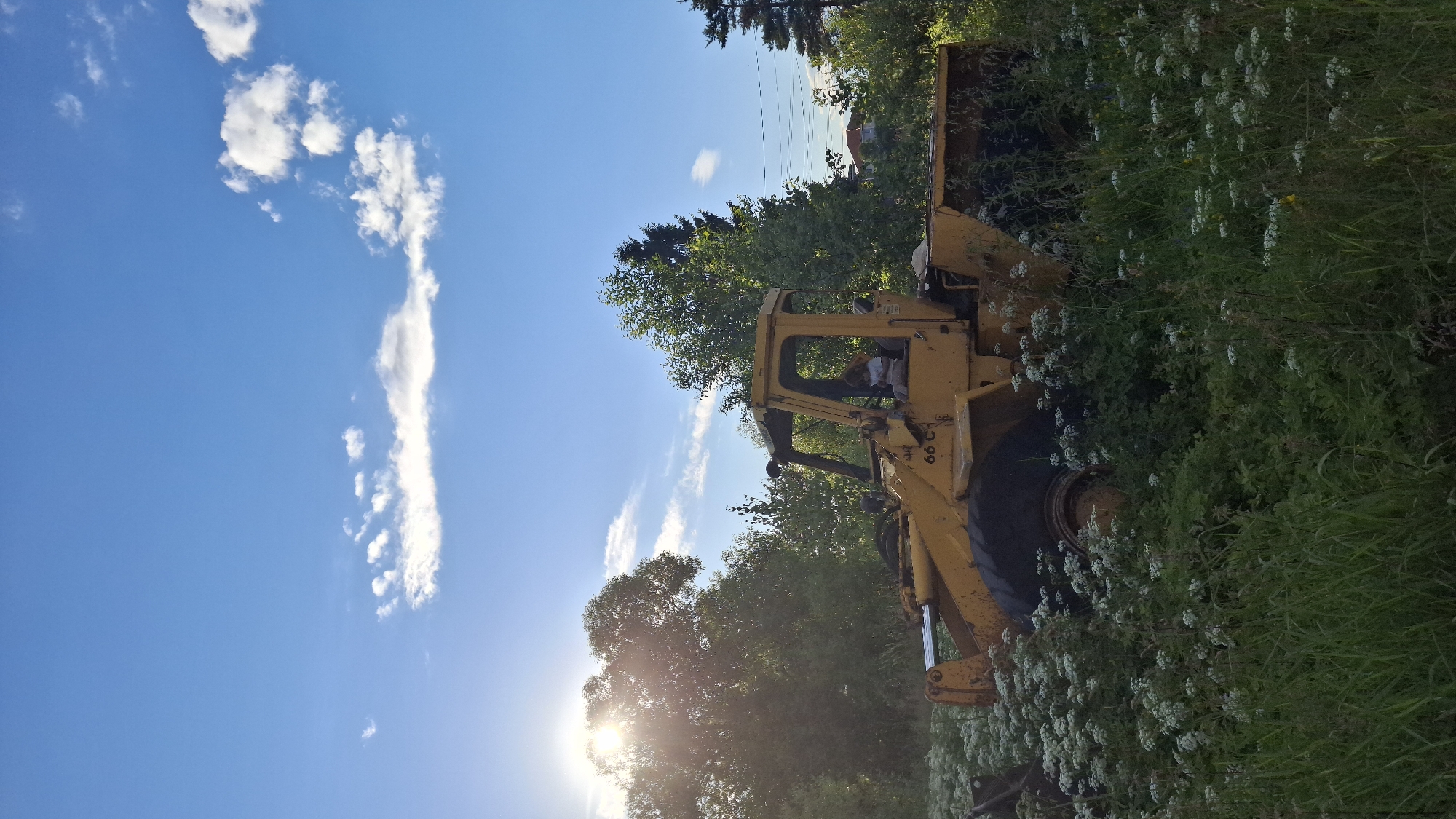 The image shows a yellow backhoe loader parked amidst lush greenery and white wildflowers. The sun is shining brightly, casting a warm glow and creating lens flare, suggesting it is daytime. The sky is a vibrant blue with scattered white clouds. The backhoe is positioned at an angle, with its front loader raised and its tires partially obscured by the dense vegetation. The driver's cabin is visible, with a person seated inside. Trees and foliage surround the machine, with more wildflowers and tall grass in the foreground. In the background, distant trees and some structures, possibly houses, can be seen under the blue sky. The overall impression is a rural or natural setting on a sunny day, with the backhoe appearing to be either parked or possibly in the process of working in an overgrown area.