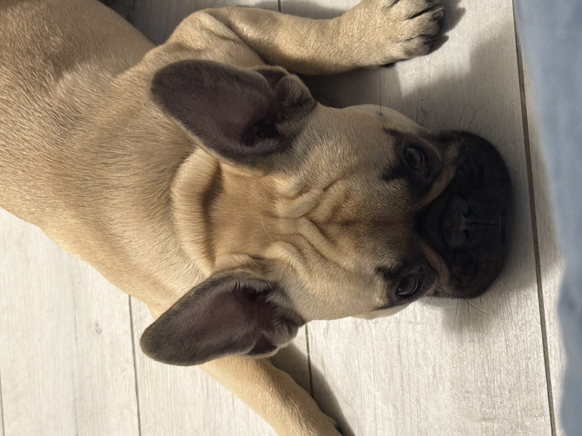 A fawn-colored French Bulldog puppy lies on a light-colored floor that resembles wood laminate or tile. The puppy is oriented at an angle, with its head and front paws closer to the viewer. The puppy's ears are erect, and its muzzle is dark. The background is simple, with a hint of a light-colored object along the right edge of the frame. There are no indications of Milan, Italy in the image.