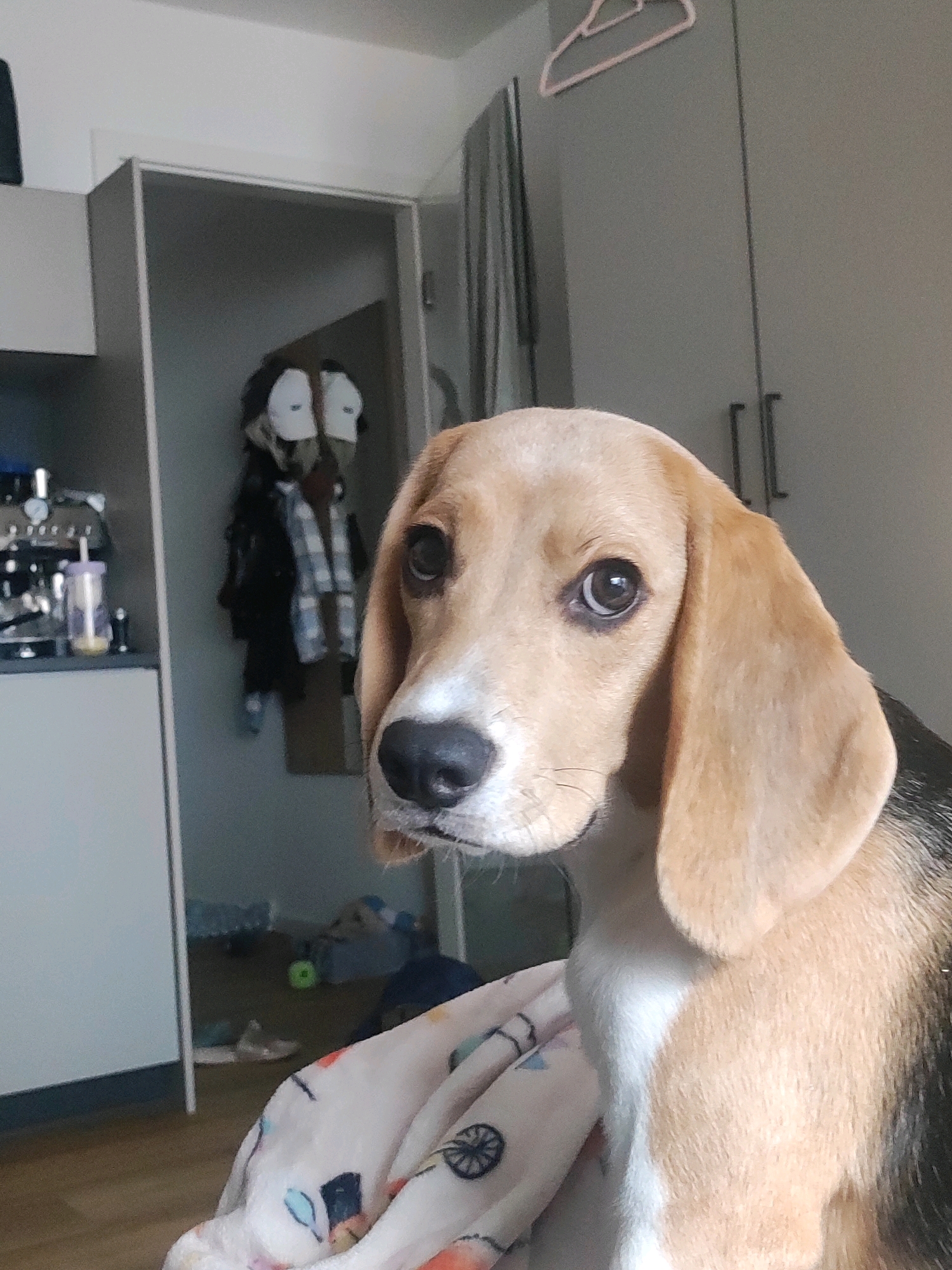 A tri-color beagle puppy is seated on a patterned blanket in the foreground, looking directly at the camera with a curious expression. The puppy's ears are floppy, and its fur is a mix of brown, black, and white. Behind the puppy, to the left, is a doorway leading to another room. This room appears to be somewhat cluttered, with clothes hanging on a rack and various items on the floor. To the right of the doorway, a wall with a pink hanger is visible. Further to the right, there are two closed gray cabinet doors. The overall environment suggests an indoor setting, possibly a home or apartment. The provided crops indicate that the location is in Fürth, Germany, based on an external metadata tag.