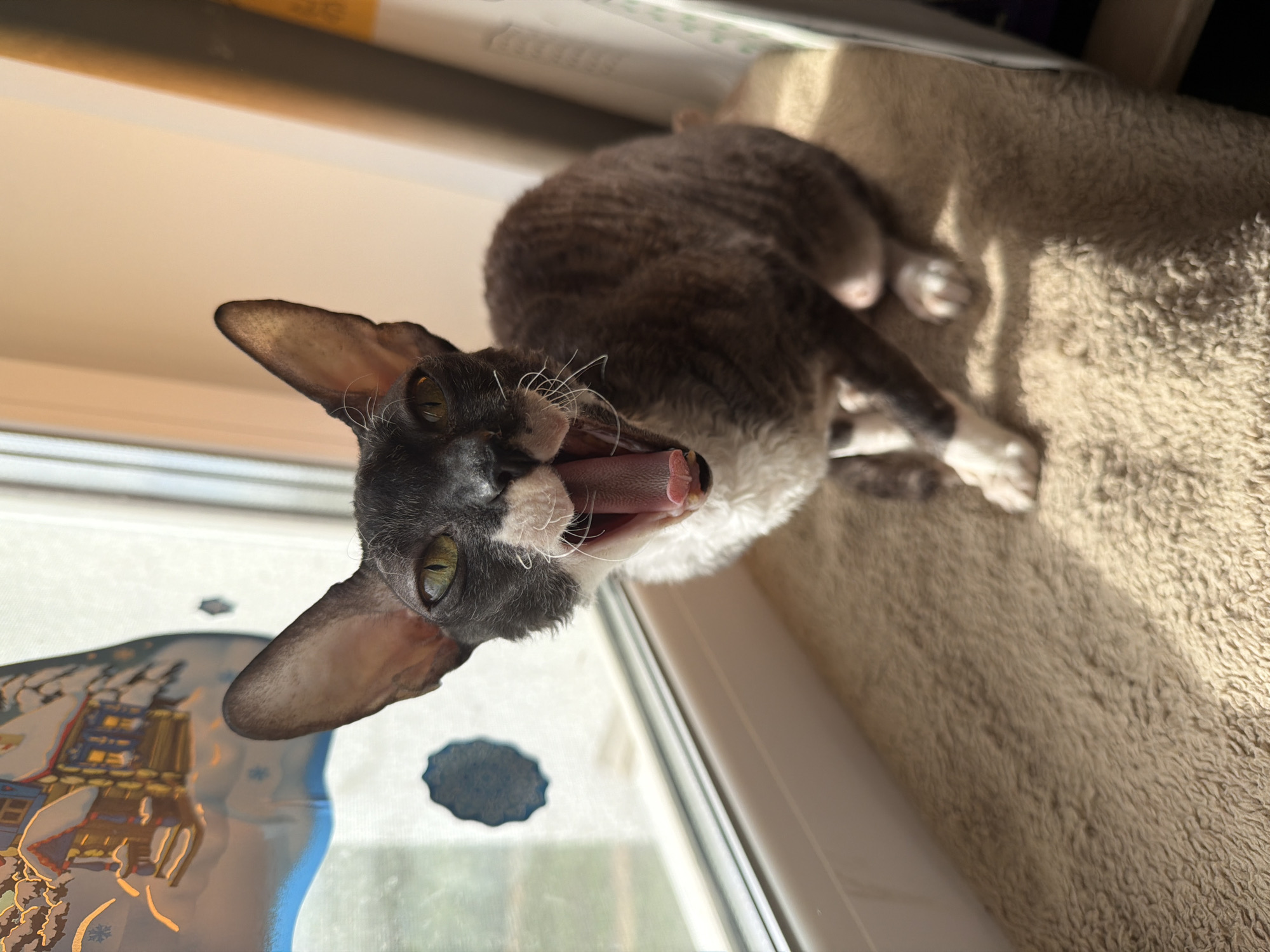 A Cornish Rex cat with black and white fur is sitting on a tan, fluffy rug by a window. The cat is yawning, with its mouth wide open, revealing its pink tongue and teeth. The cat has large ears and green eyes. Through the window, a snowy village scene is visible on a decal. Sunlight streams in, casting shadows on the rug.